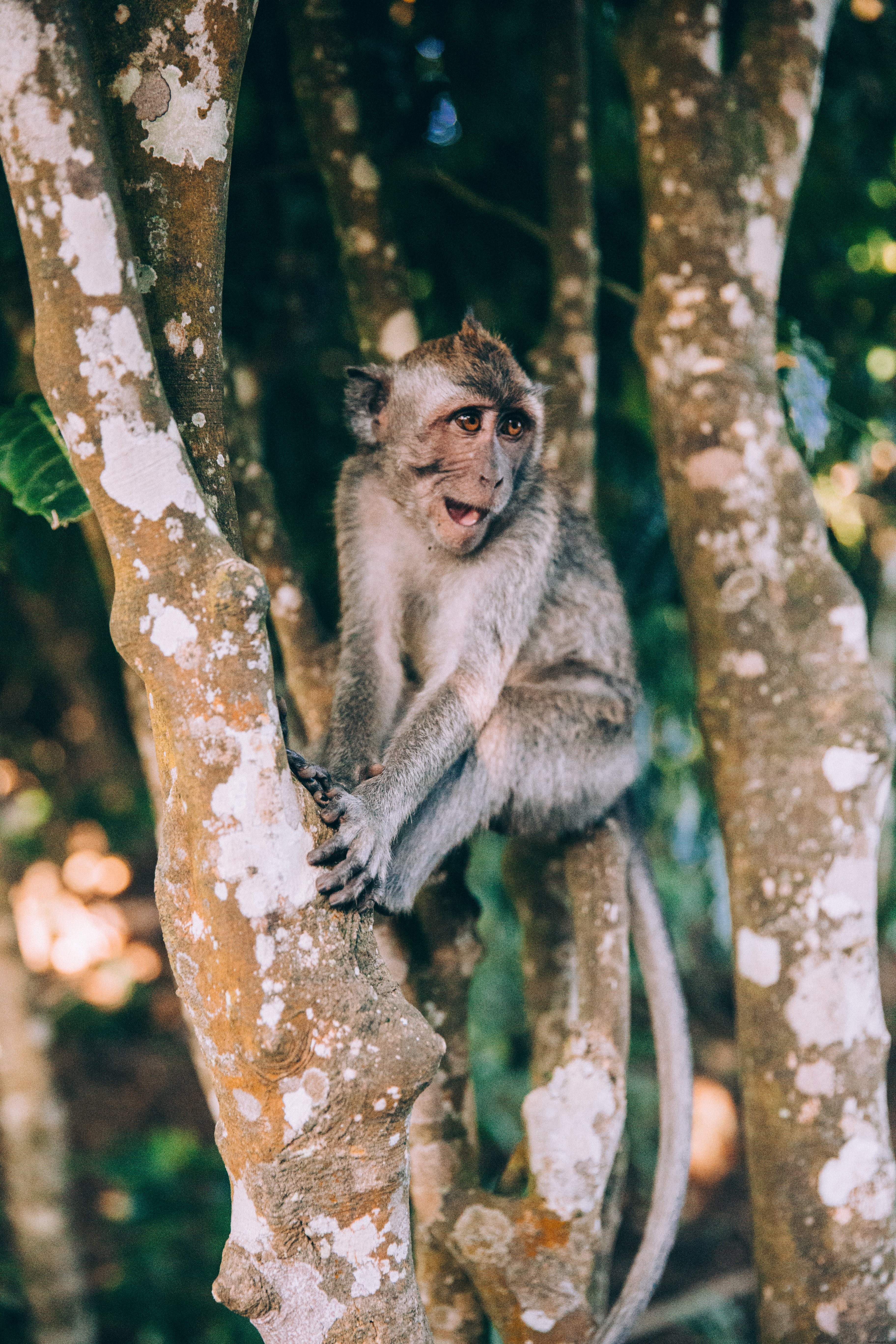 Um bebê macaco se senta em galhos e sorri para fotos