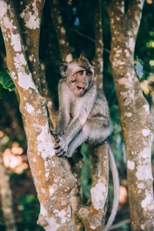 Um bebê macaco se senta em galhos e sorri para fotos