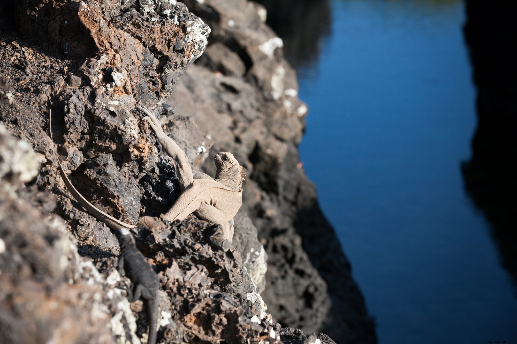 ¿Puedes ver la foto de la iguana?