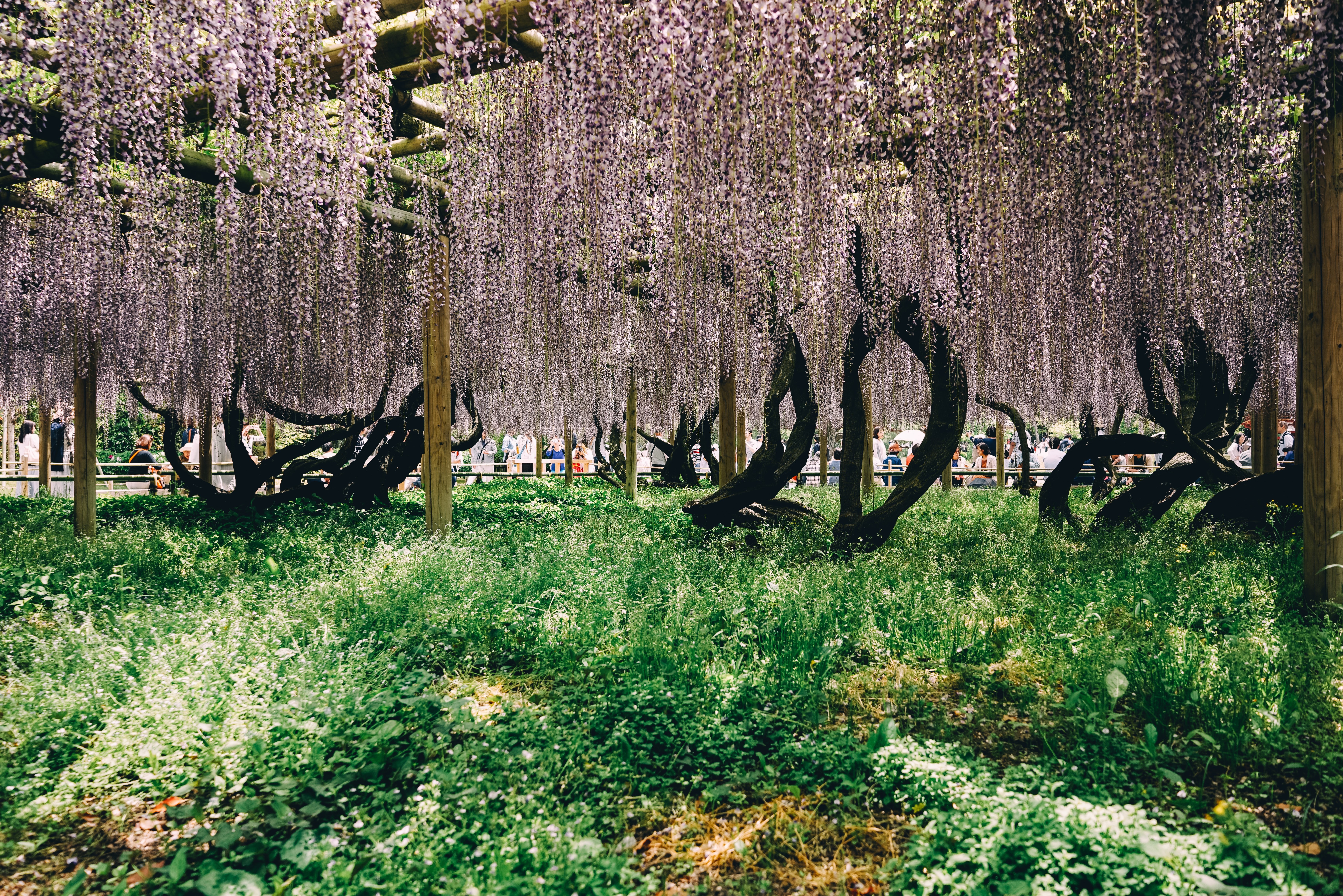 Photo d arbres de fleurs de cerisier suspendus