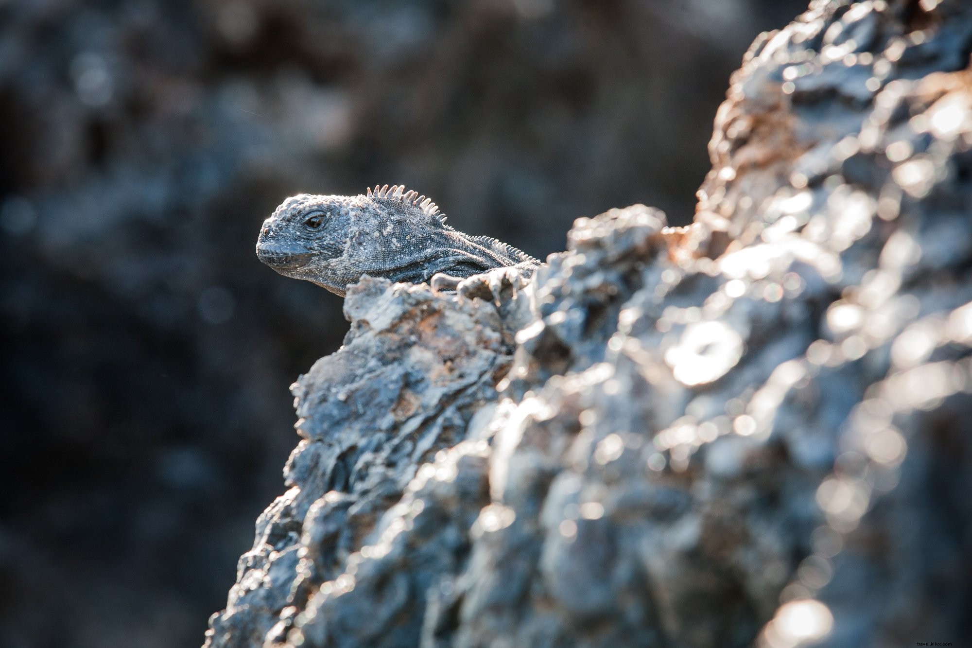 Foto da iguana Peak A Boo