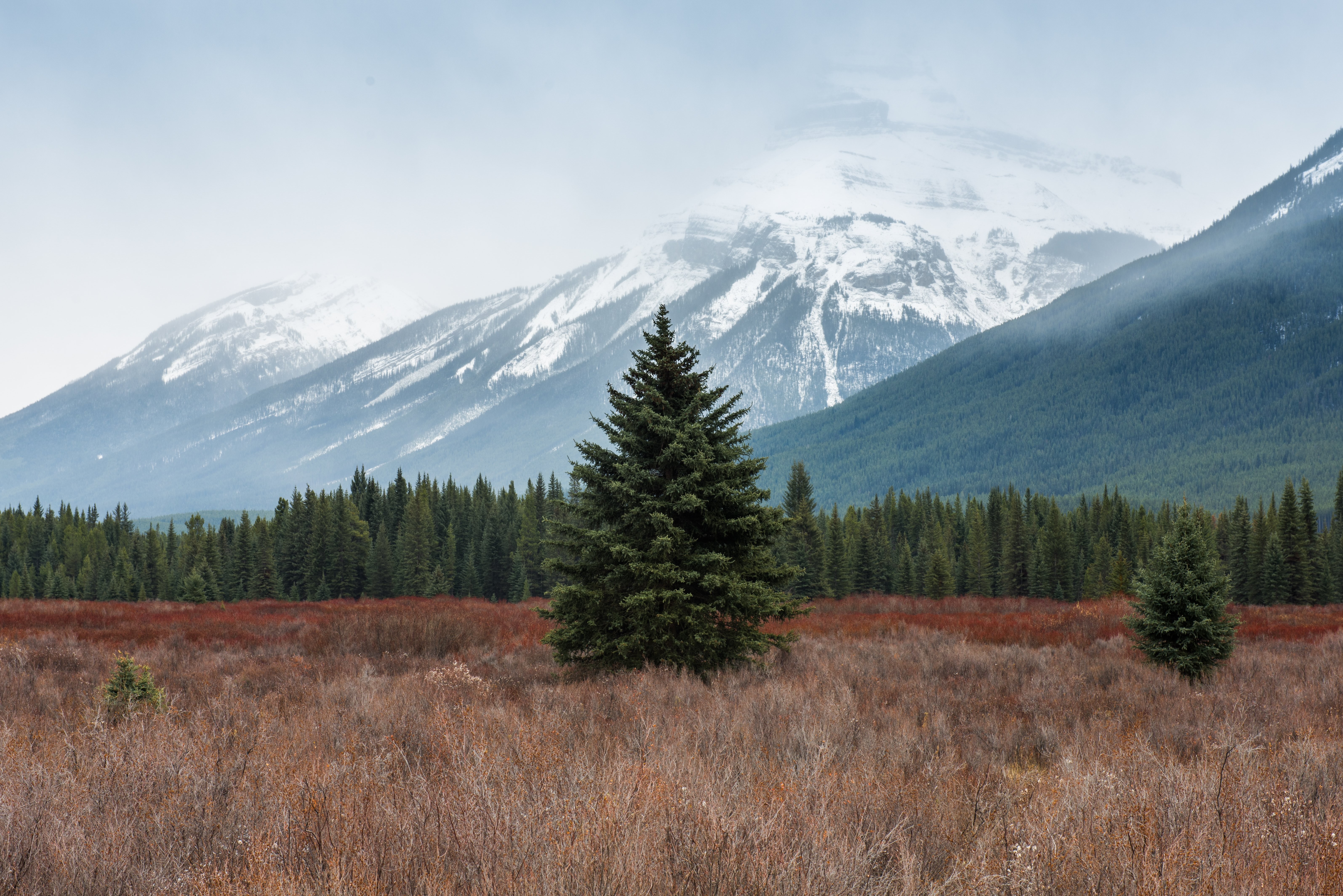 Um grande pinheiro em um campo selvagem em frente a montanhas nevadas.