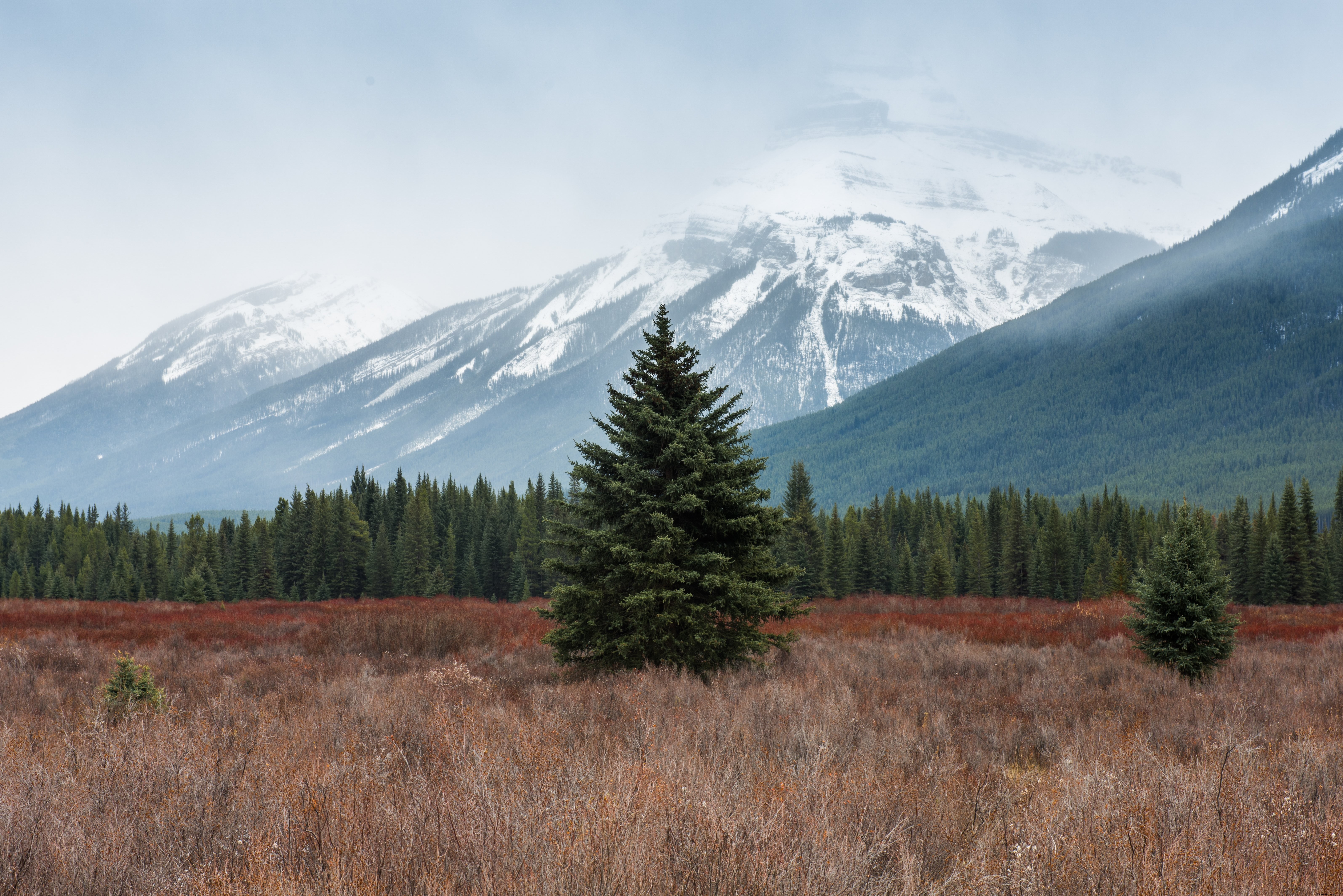 Un grand sapin dans un champ sauvage en face de montagnes enneigées Photo