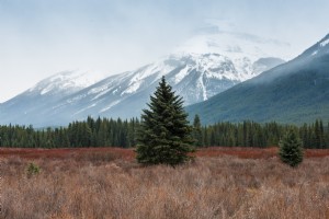 Um grande pinheiro em um campo selvagem em frente a montanhas nevadas.