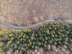 Una vista aérea de una carretera con árboles a ambos lados de la foto