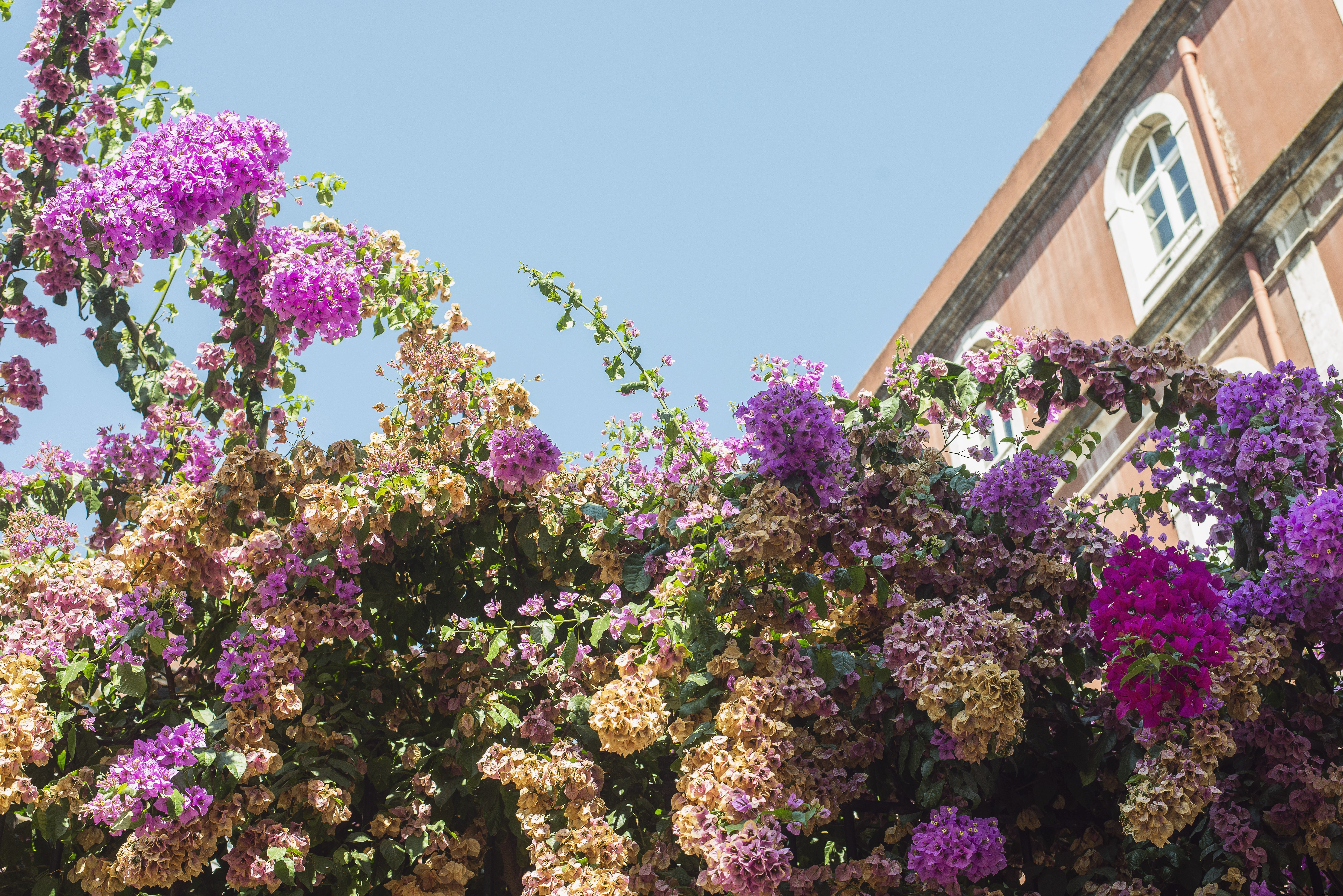 Fiori colorati sotto edificio storico foto