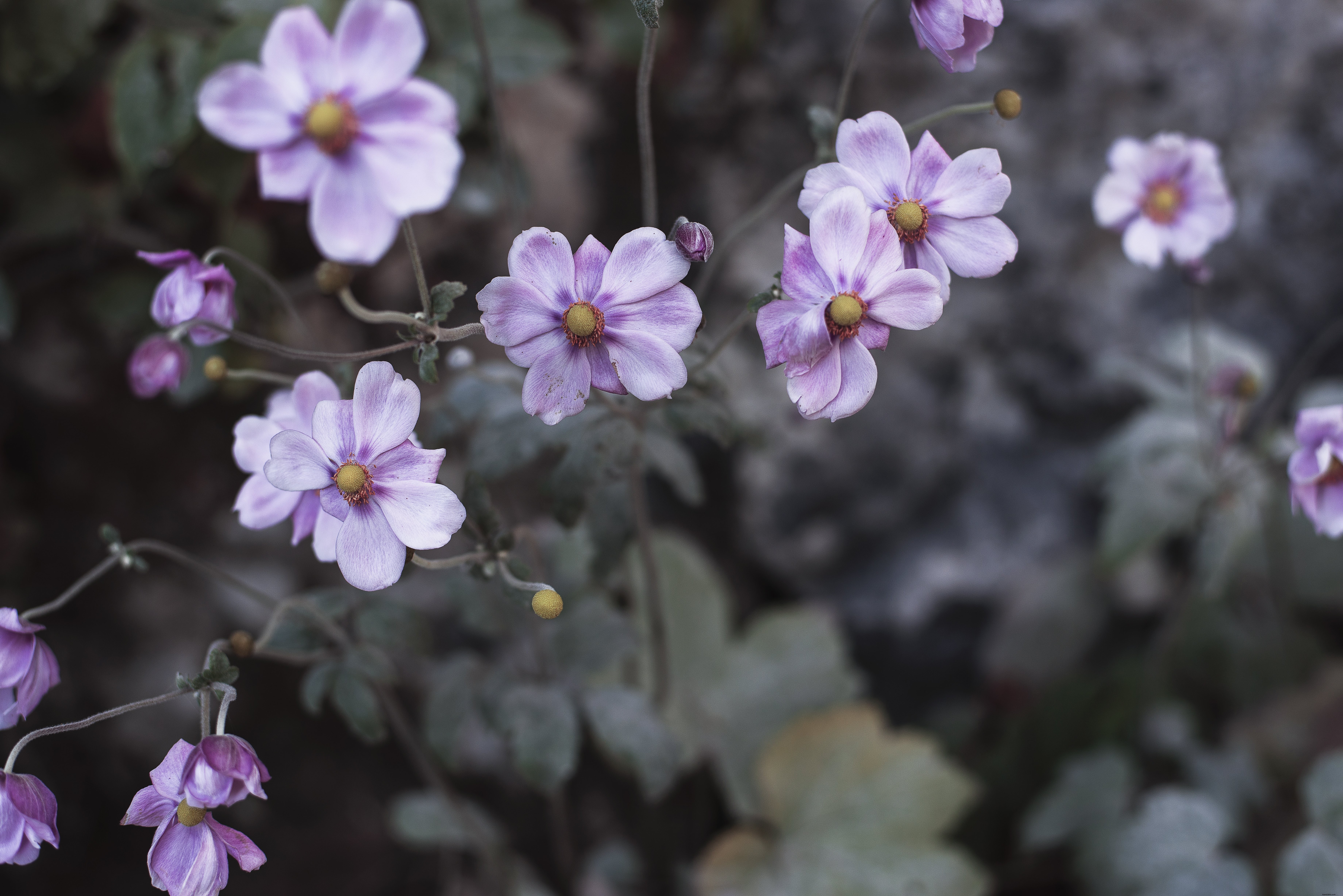 紫の多年生の花の開花写真