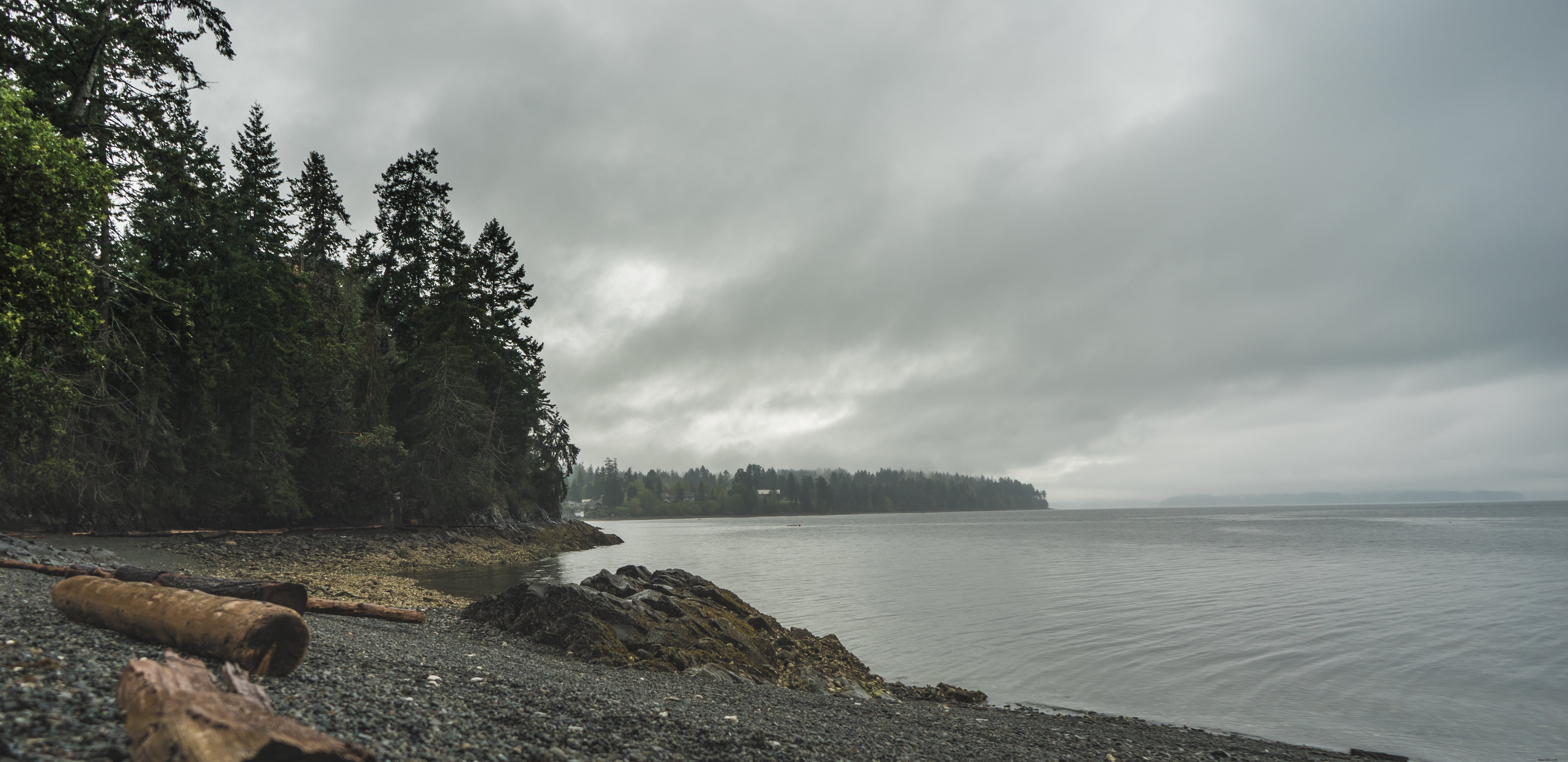 Una foto de playa de escombros bordeada de árboles grises fríos