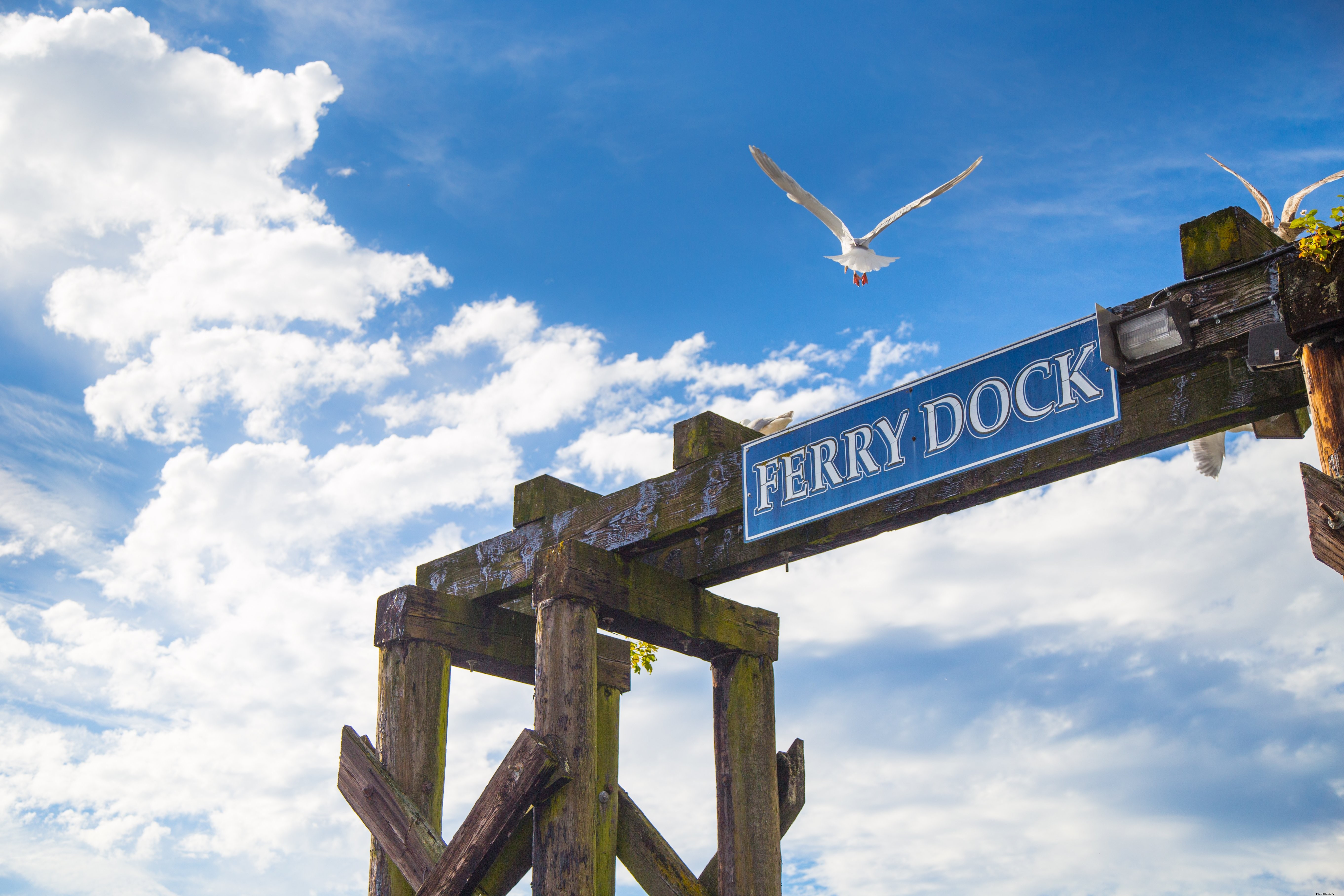 Une mouette survole la photo du quai des ferries