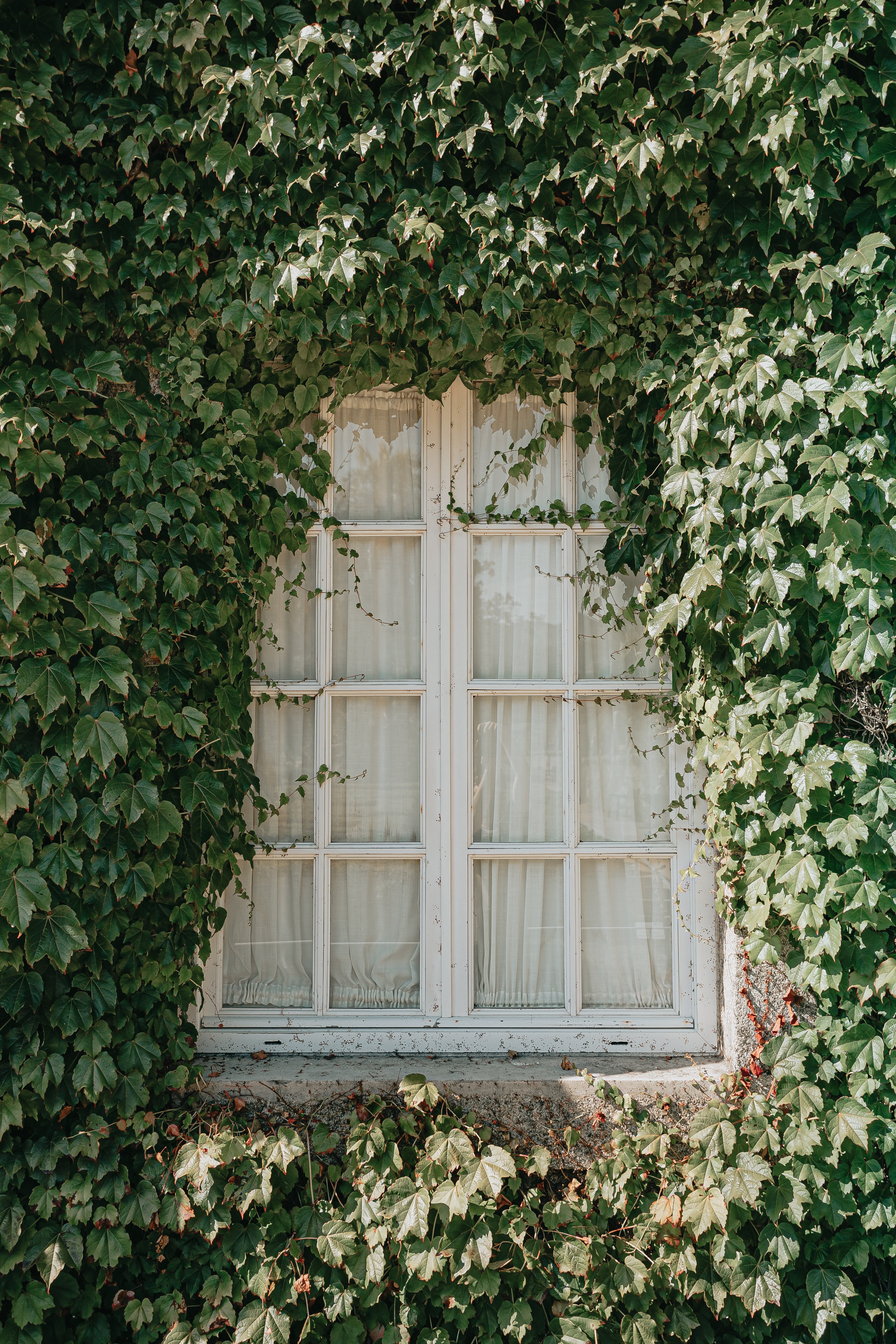 Vitres blanches et vignes vertes Photo