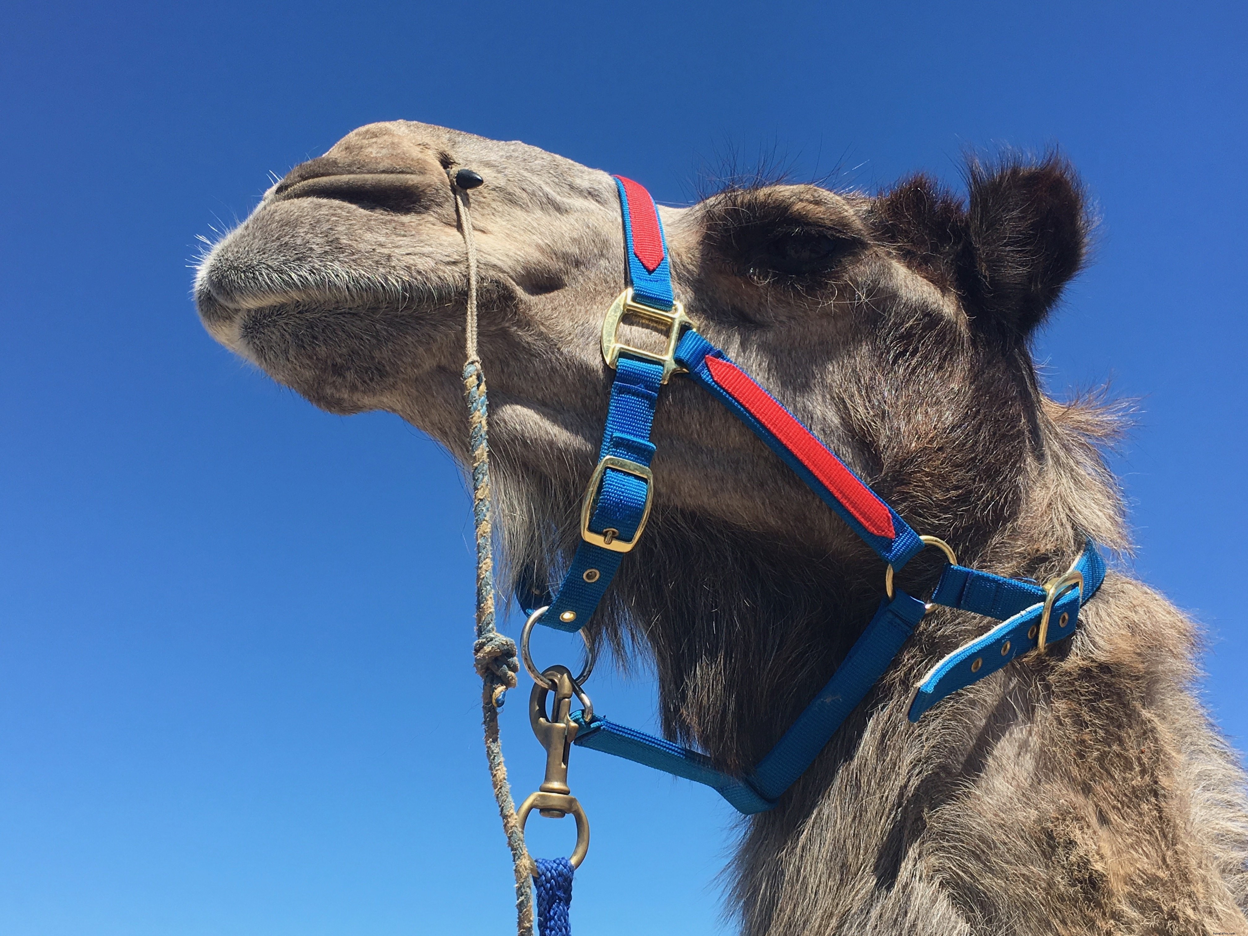 Un superbo cammello con un imbracatura blu e rossa sotto il cielo azzurro foto