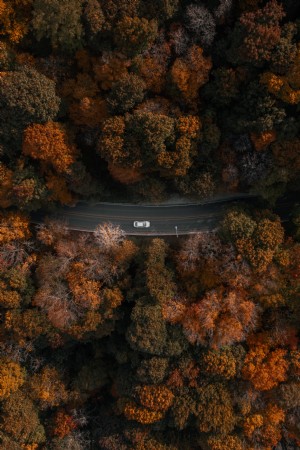Potret Pemandangan Udara Mobil Mengemudi Melalui Foto Hutan