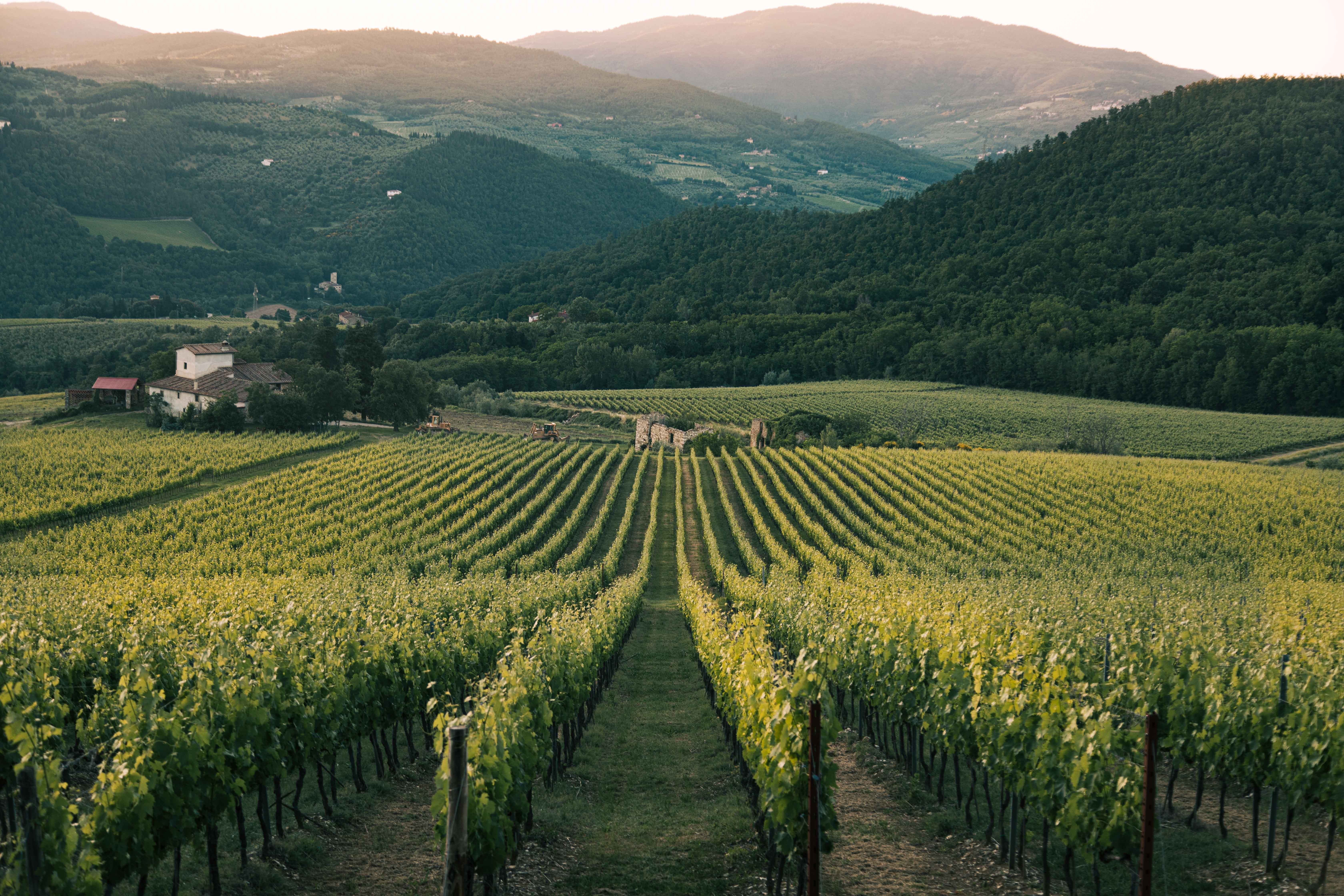 Filari di un vigneto in una giornata di sole foto