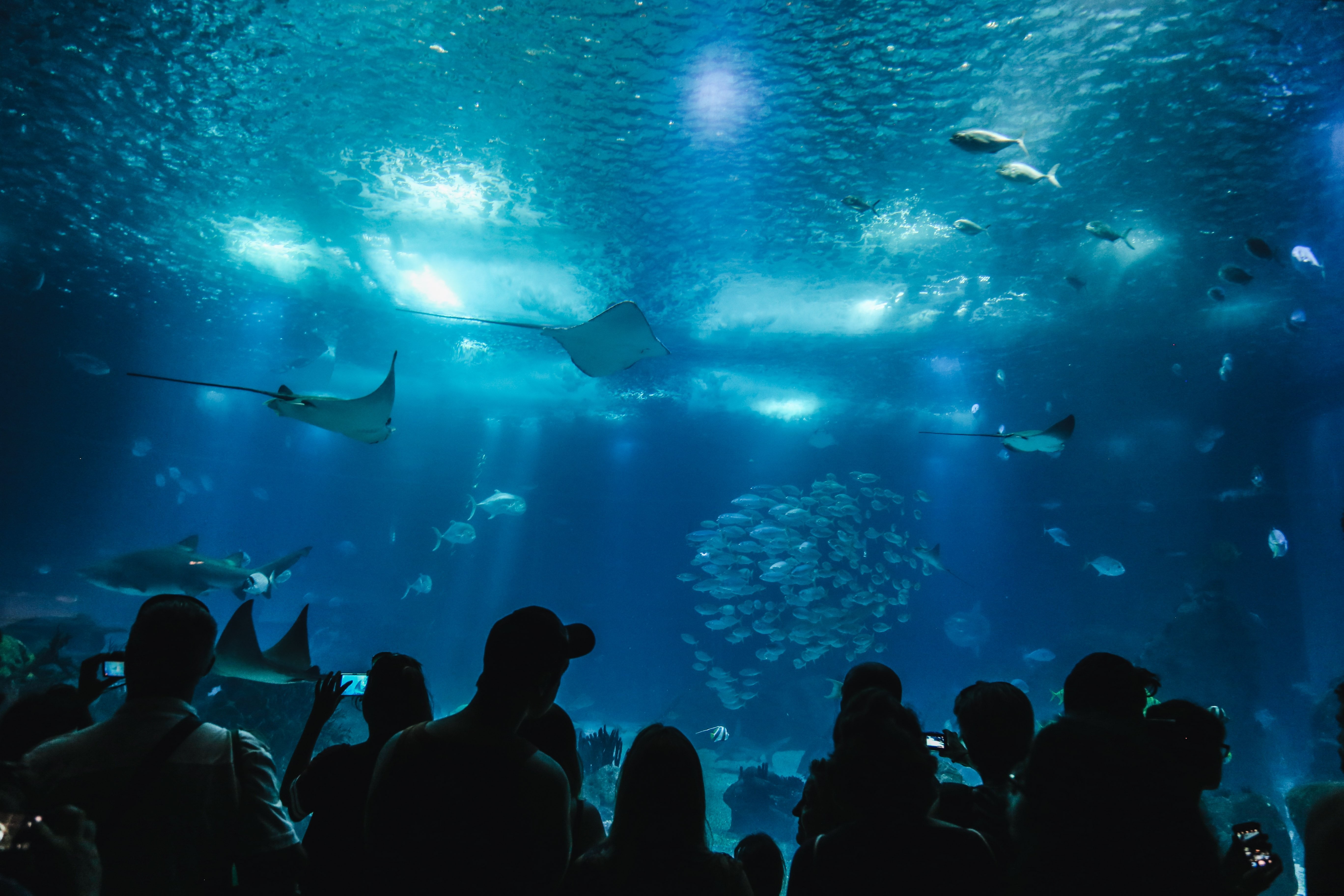 Siluetas en una foto de acuario