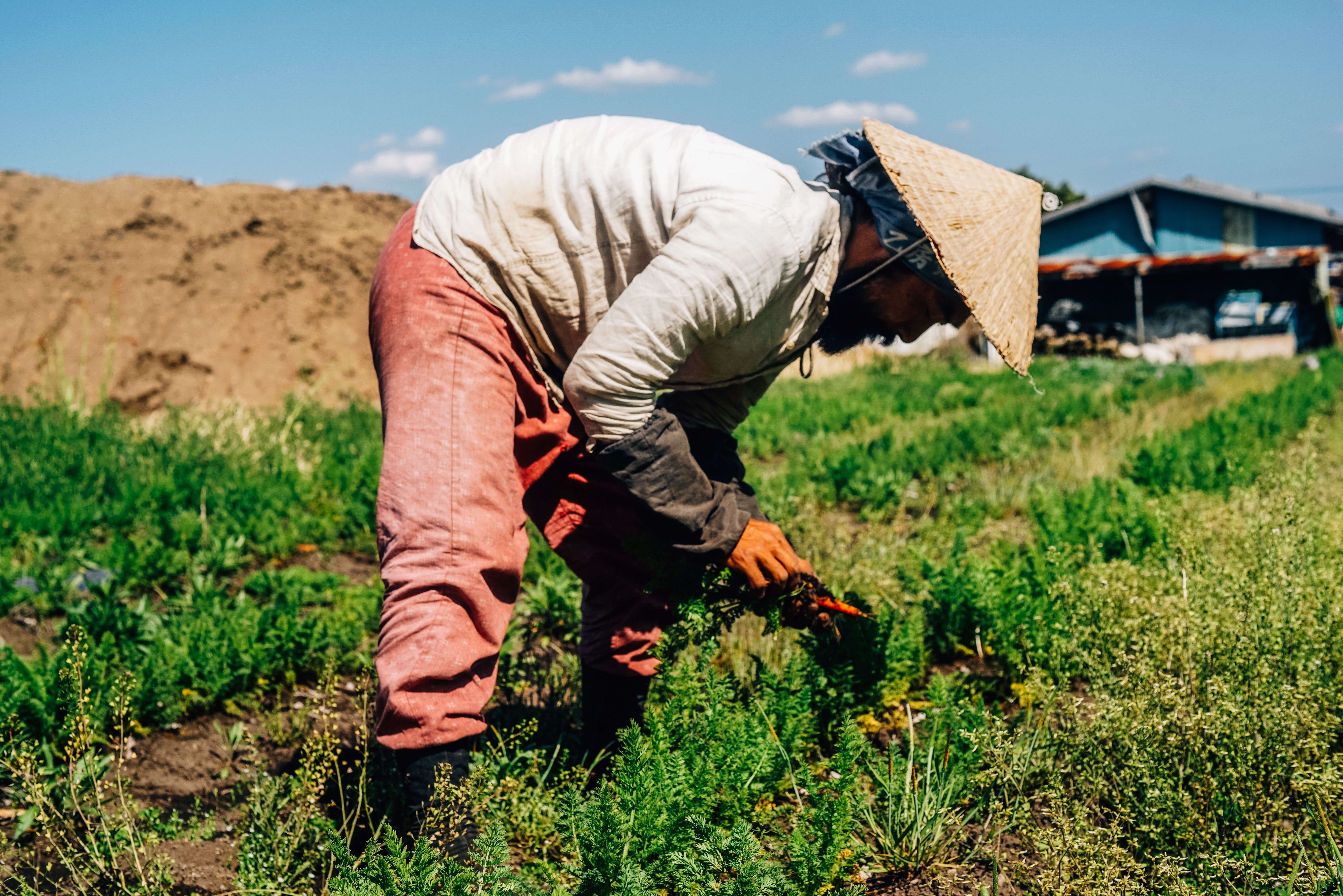 Agriculteur se penchant et tendant à la photo des cultures