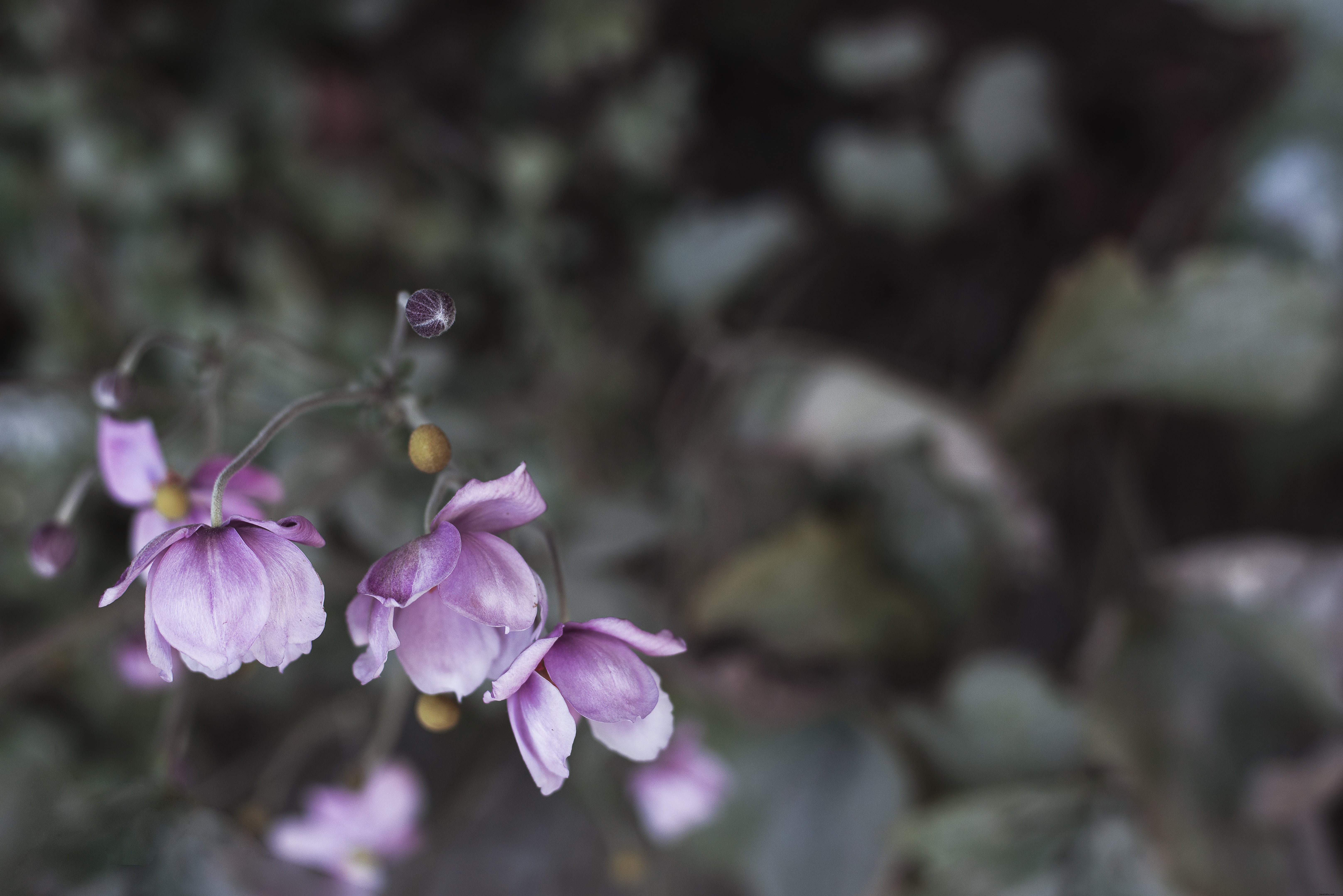 Primo piano di un fiore perenne viola foto