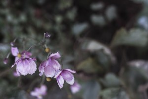 Primo piano di un fiore perenne viola foto