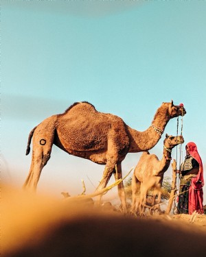Camellos descansando foto