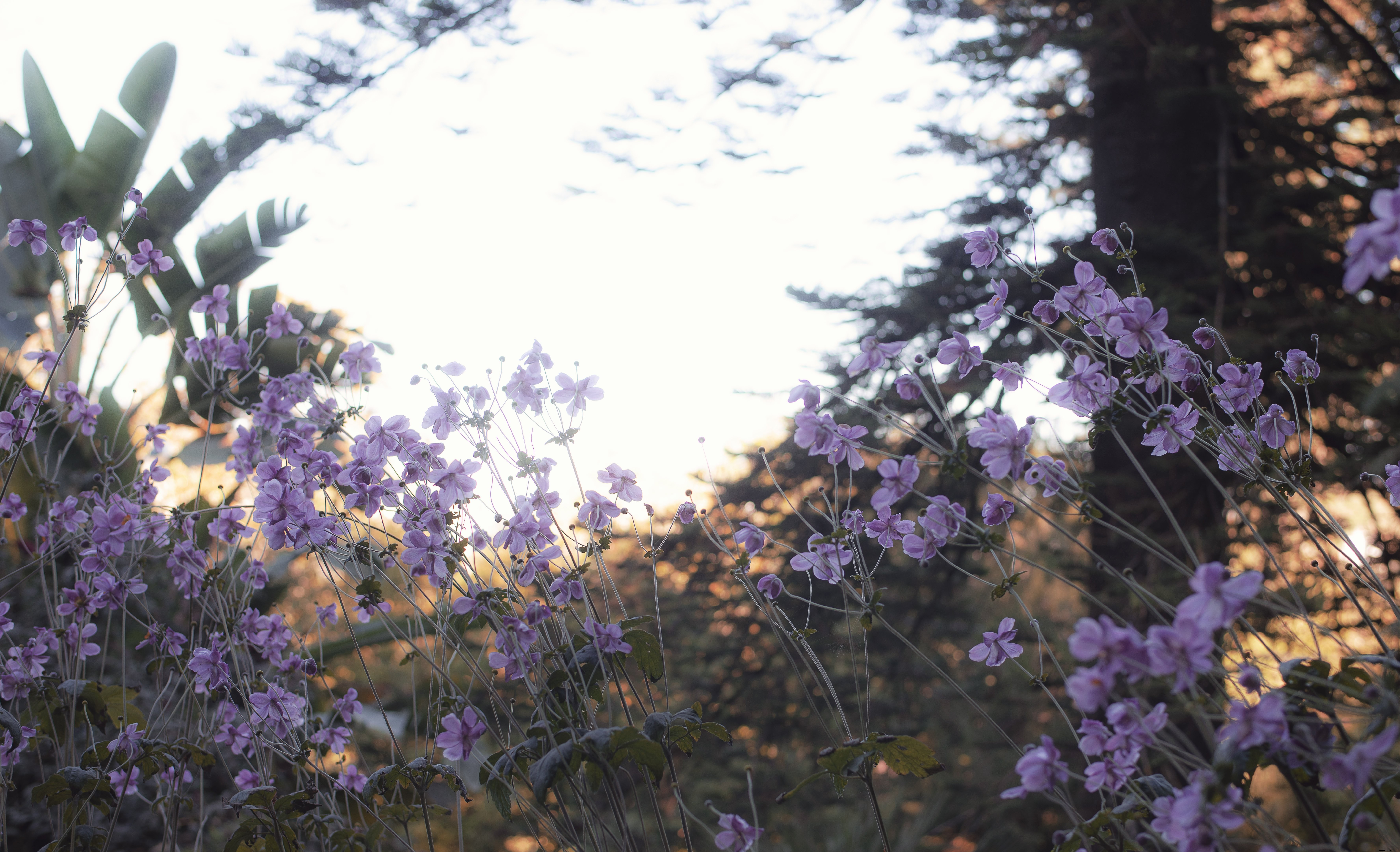 La lumière du soleil illumine les branches derrière certaines fleurs Photo