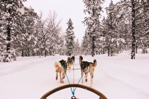 Vista invernale da una foto di una slitta trainata da cani