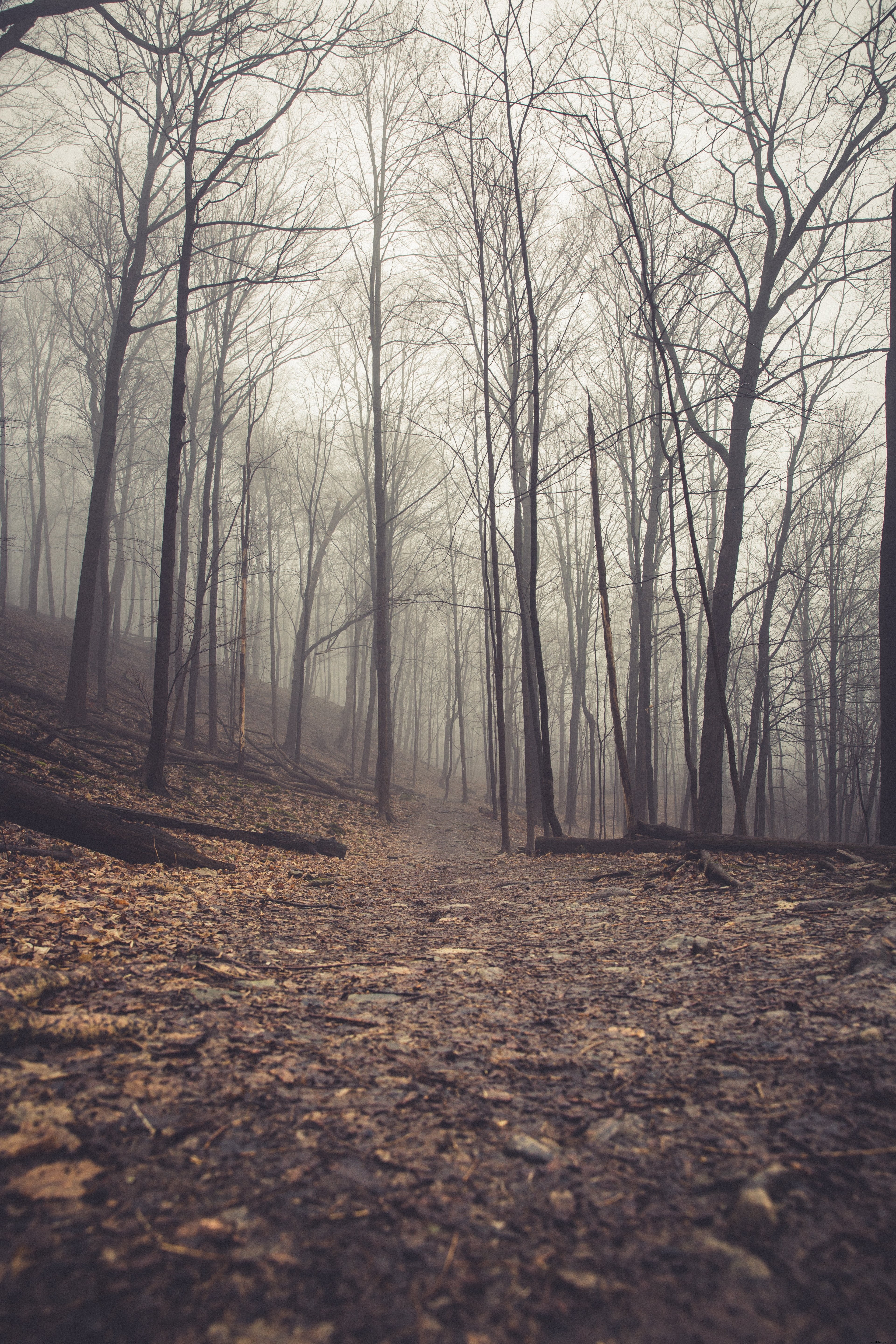 Foto de caminho sinistro em direção a uma floresta de nevoeiro