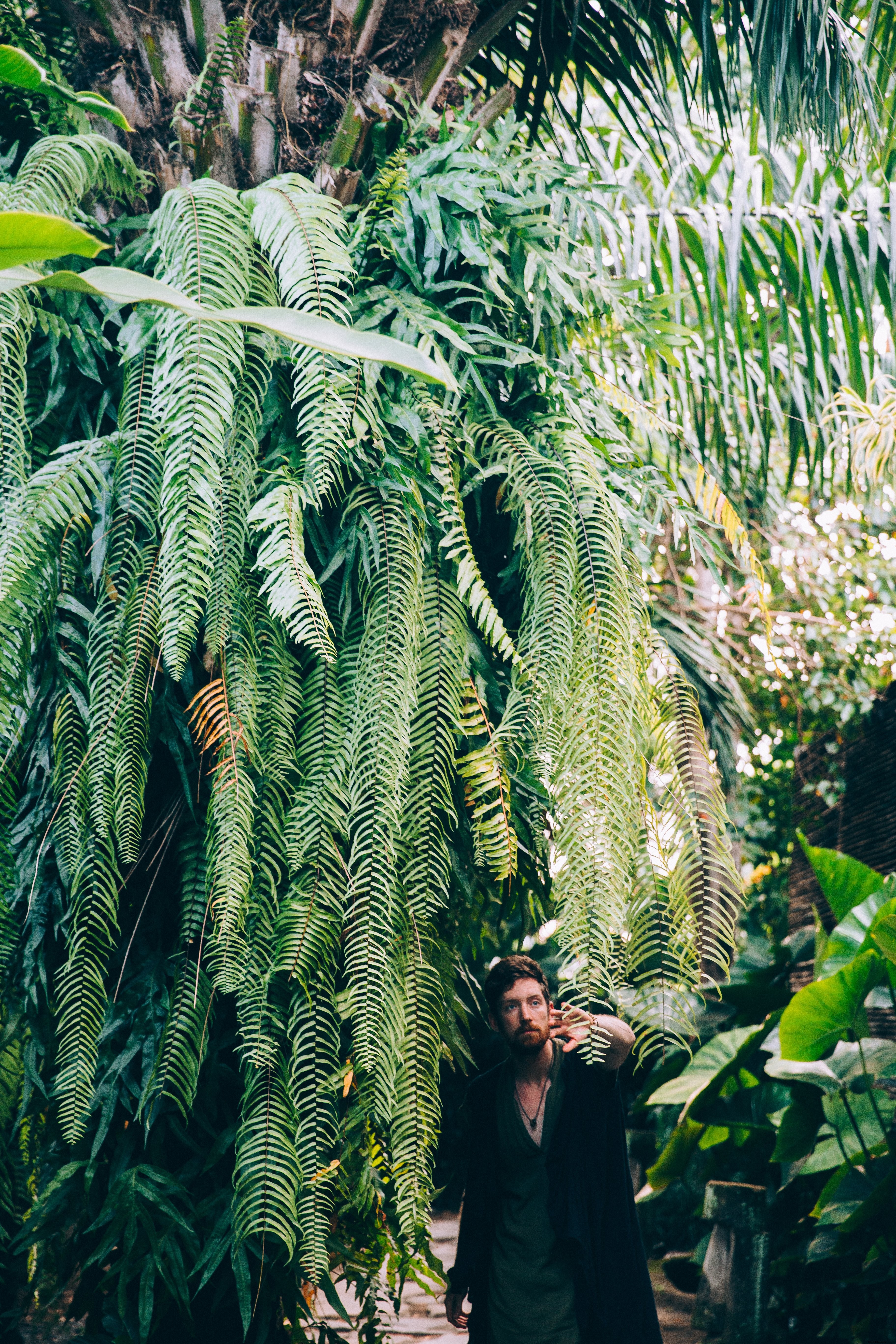 男が植物空間の写真で彼の道からシダを磨く