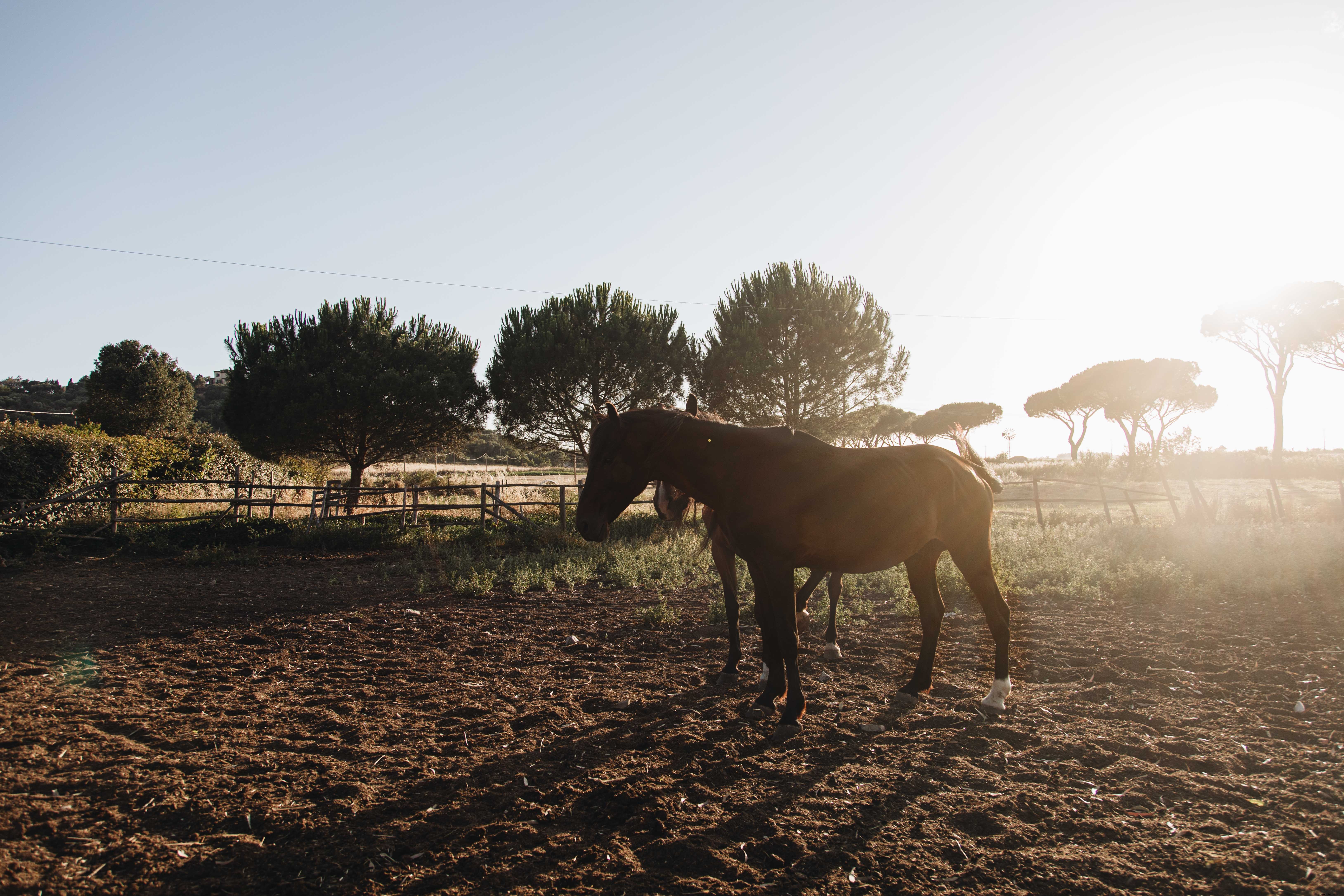 Foto de caballos listos para el paseo