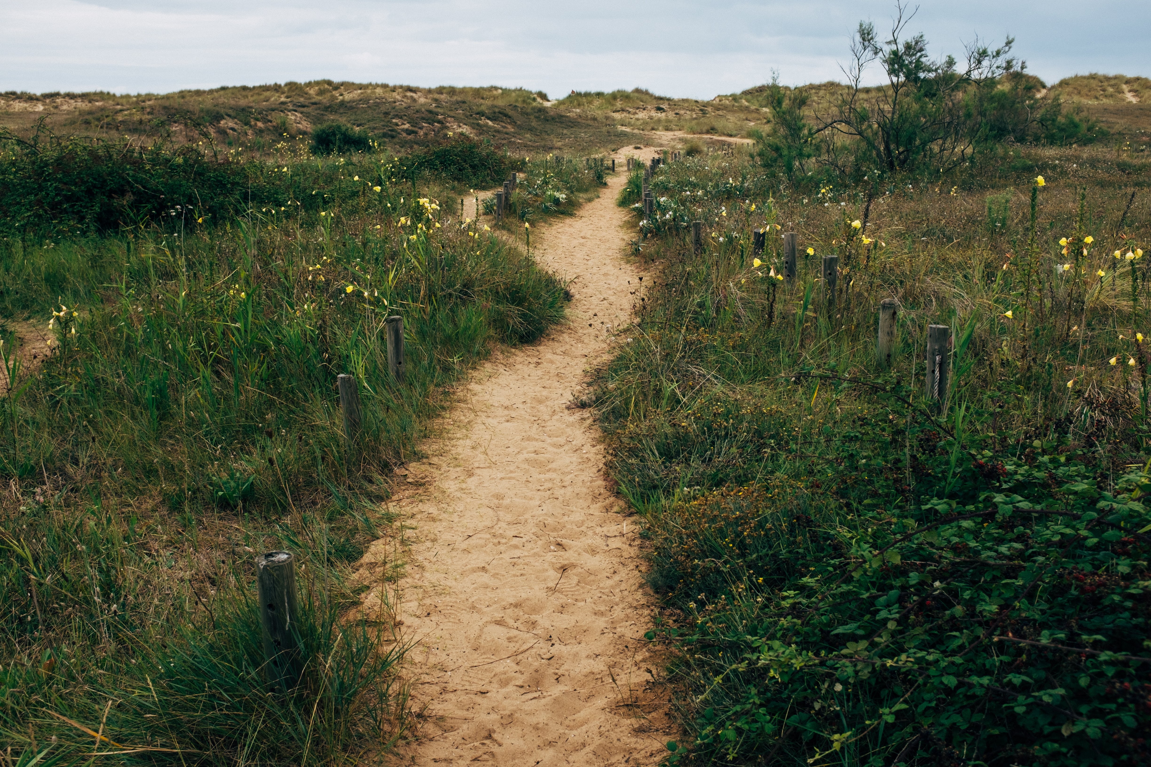 Un sendero arenoso serpentea a través de campos de hierba Foto