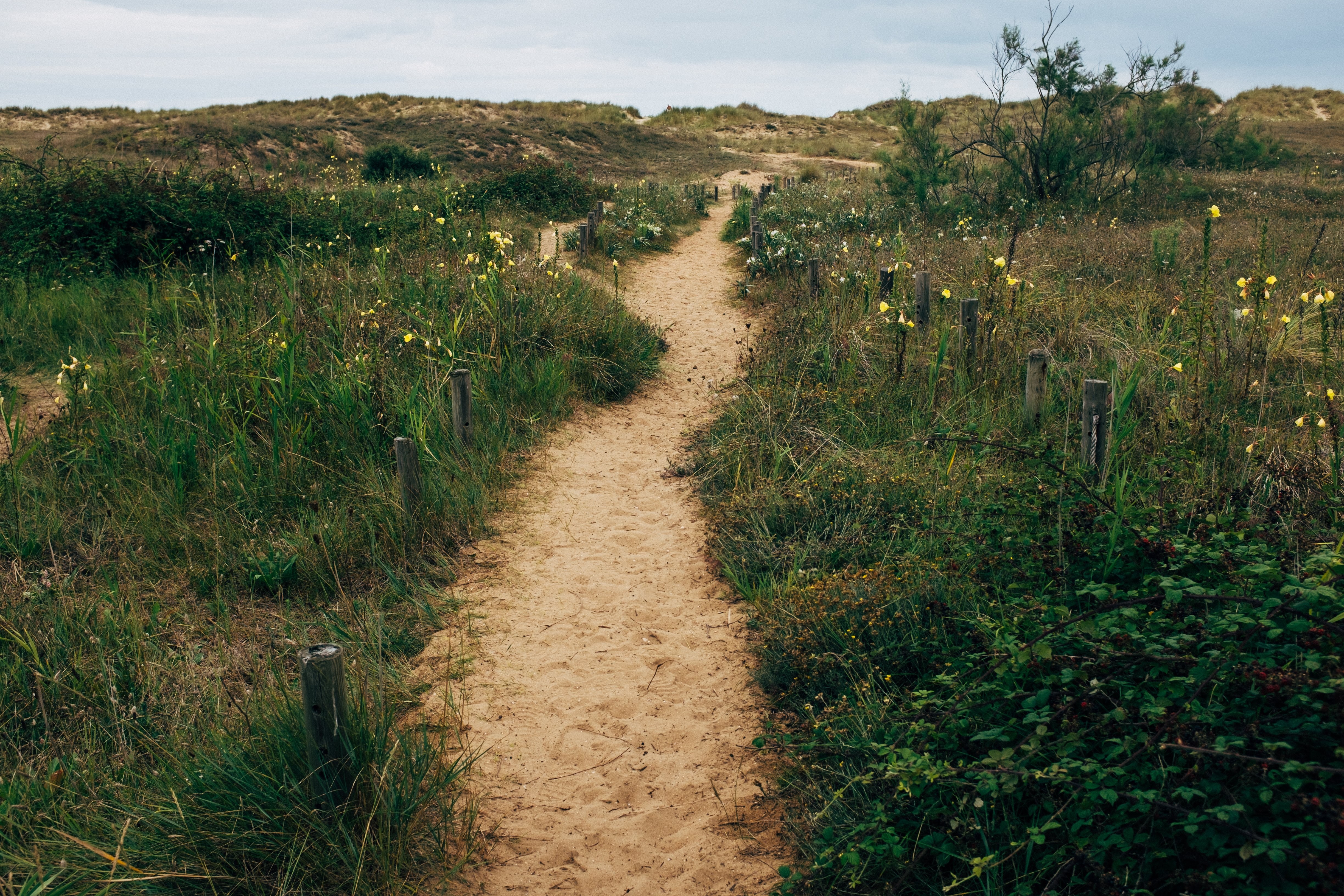 Foto de uma trilha de areia serpenteando através de campos de grama