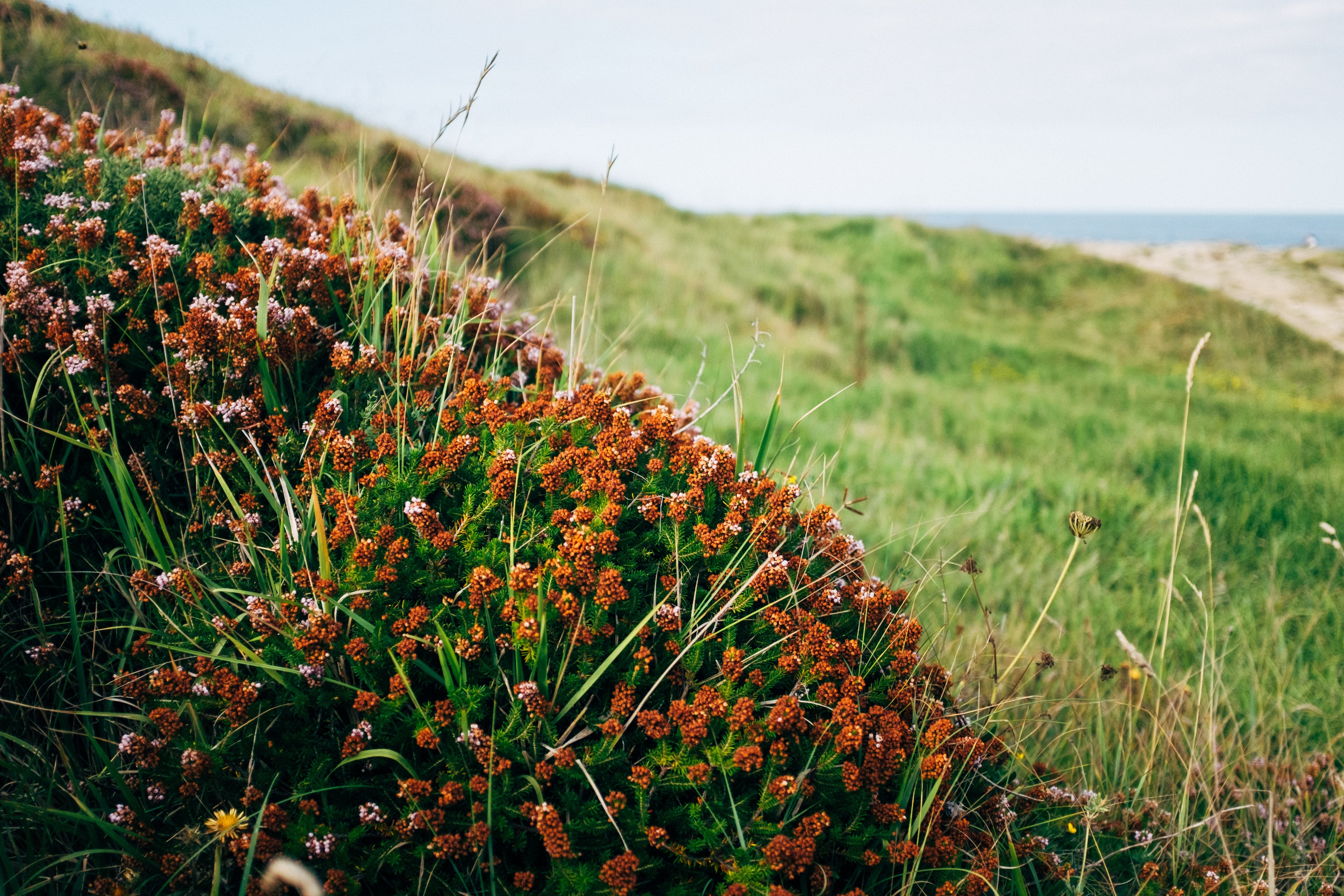 Un buisson de plantes bulbeuses à fourrure sur une photo à flanc de colline