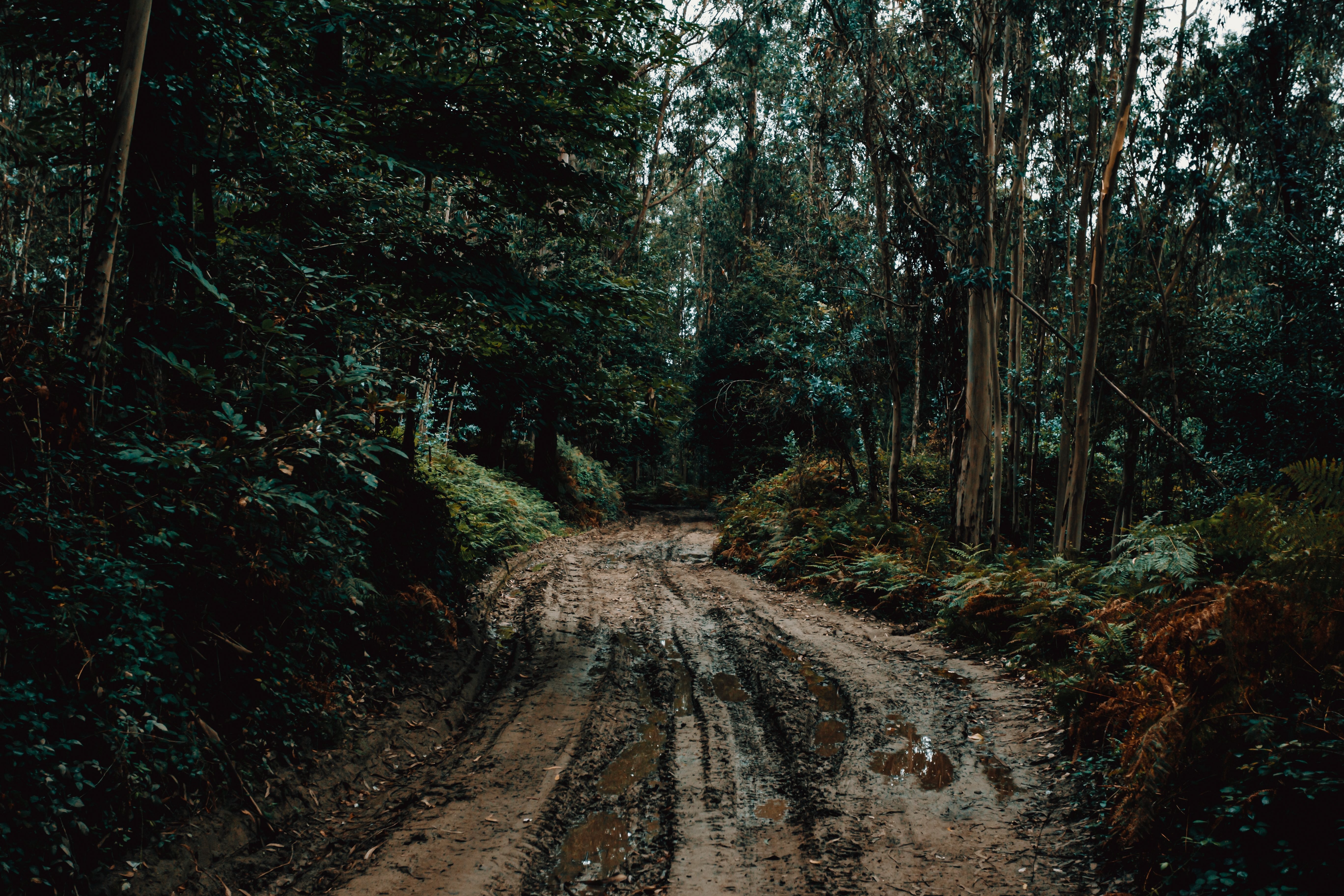 Foto da trilha lamacenta sob as árvores