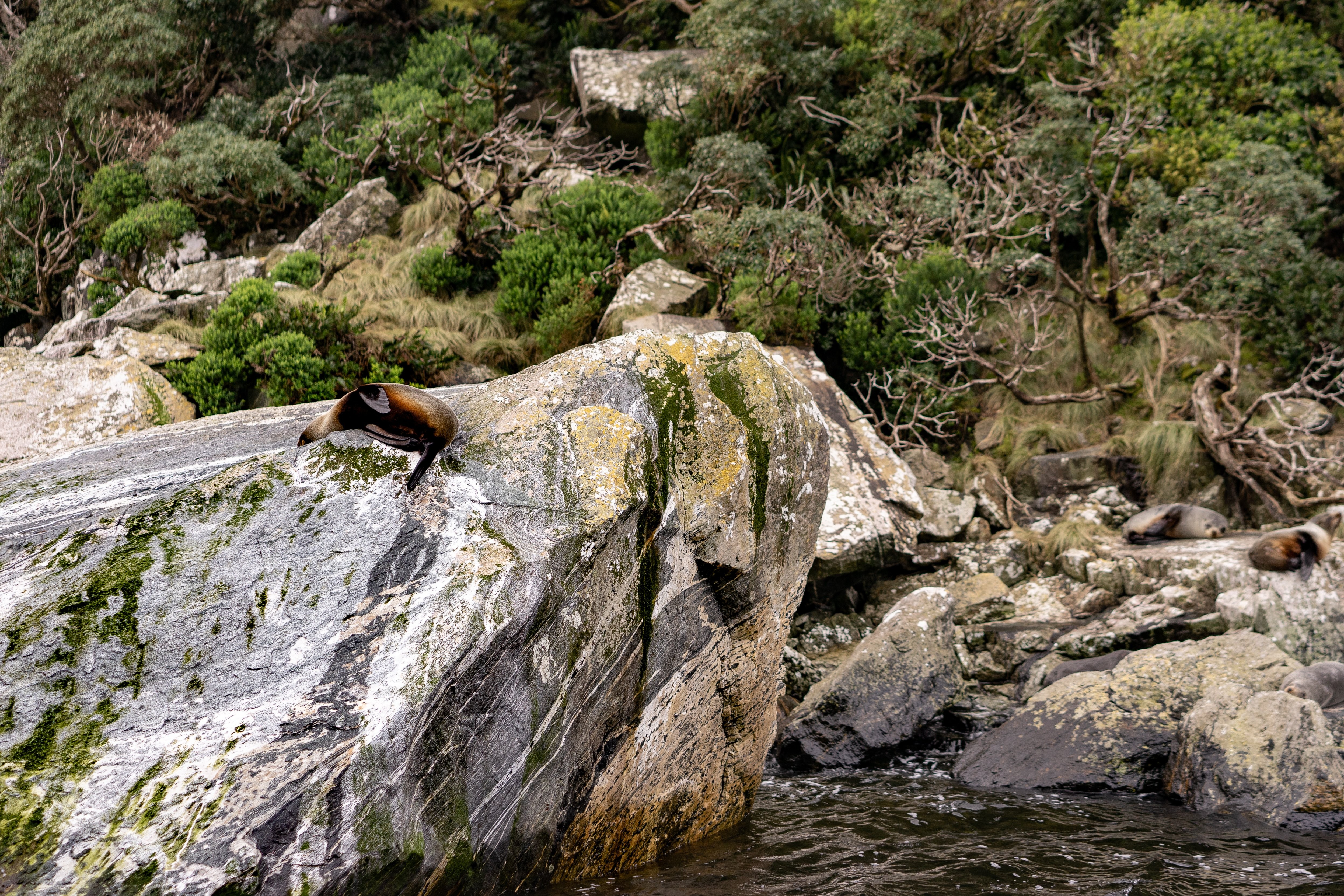 Leones marinos descansando sobre rocas sobre agua agitada Foto