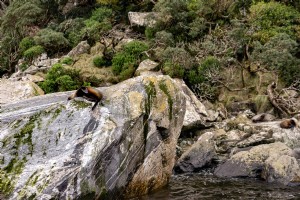 途切れ途切れの水の上の岩の上で休んでいるアシカ写真