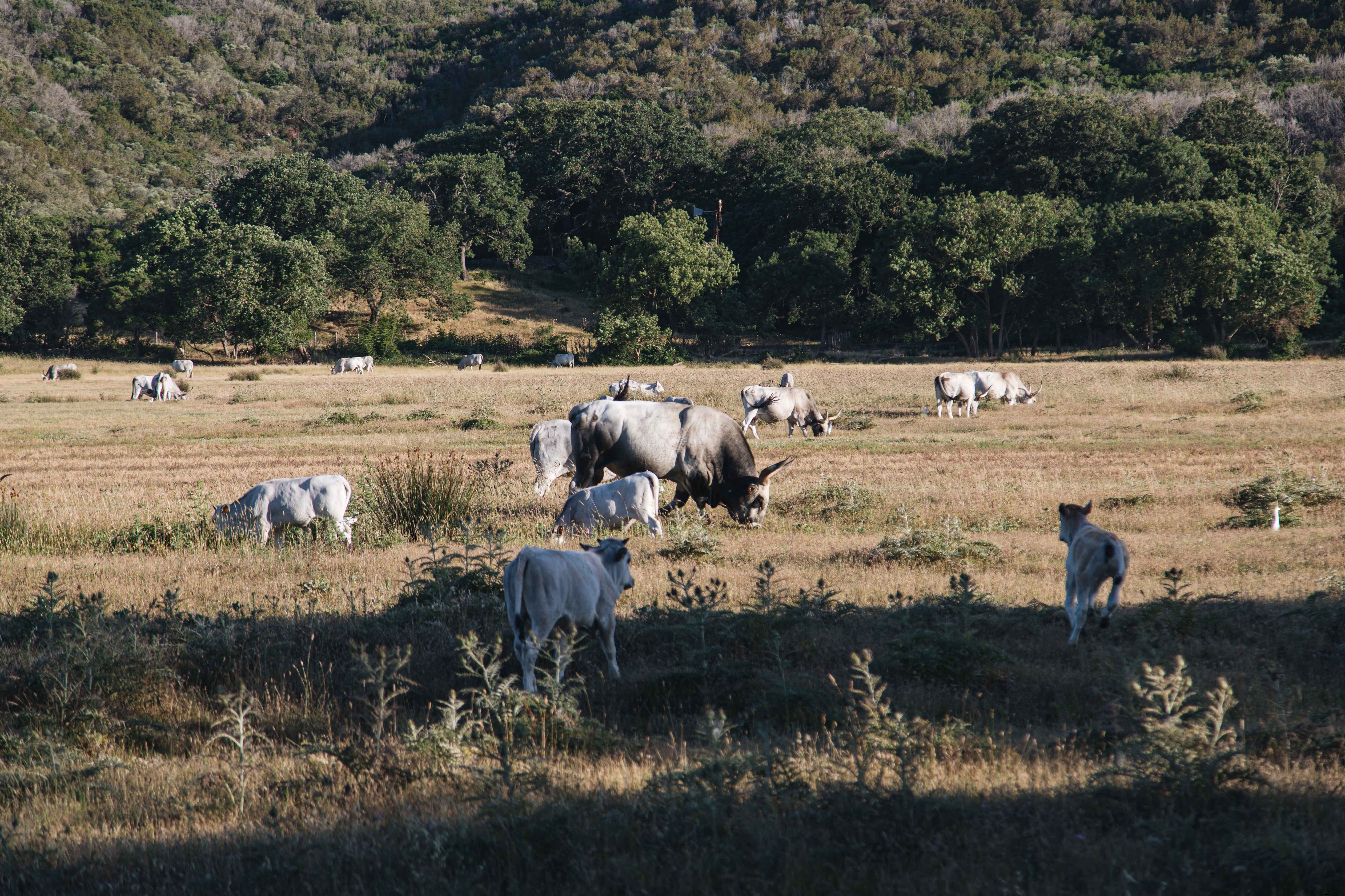 Foto de ganado pastan en las zonas rurales de Italia