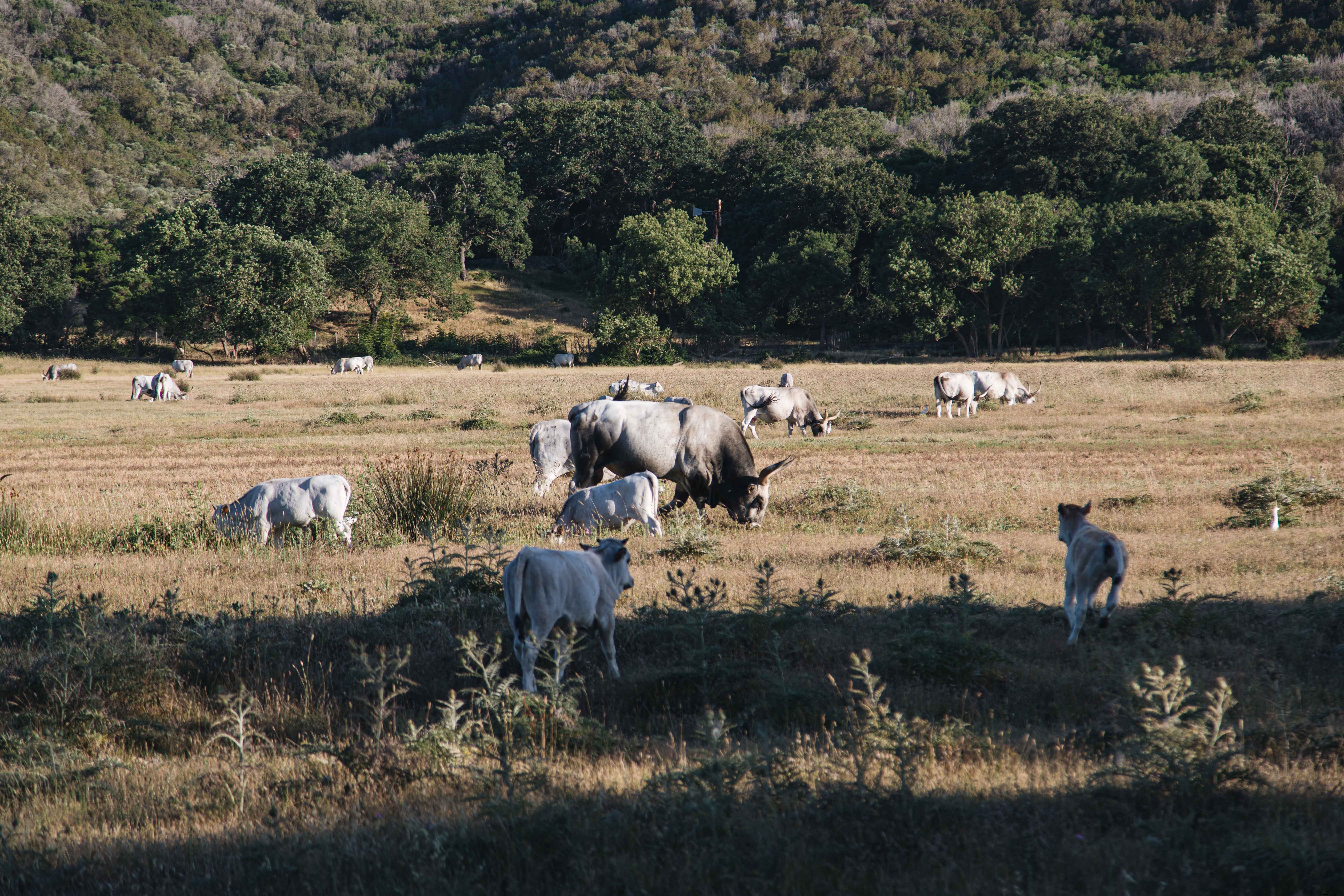 Sapi Merumput Di Pedesaan Italia Foto