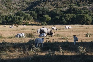 イタリアの田舎の牛の放牧写真