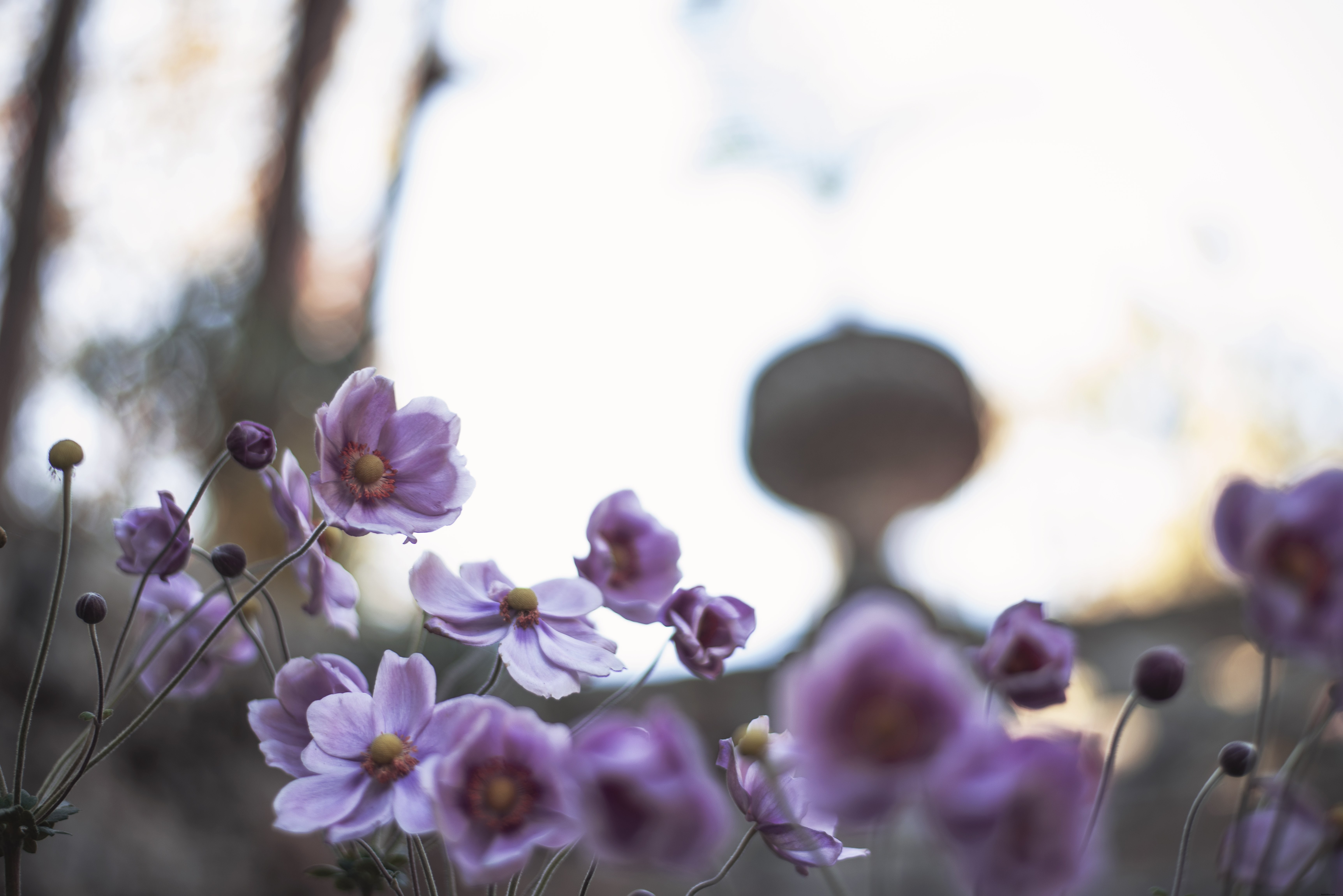 La luz se arrastra detrás de las flores florecientes Foto