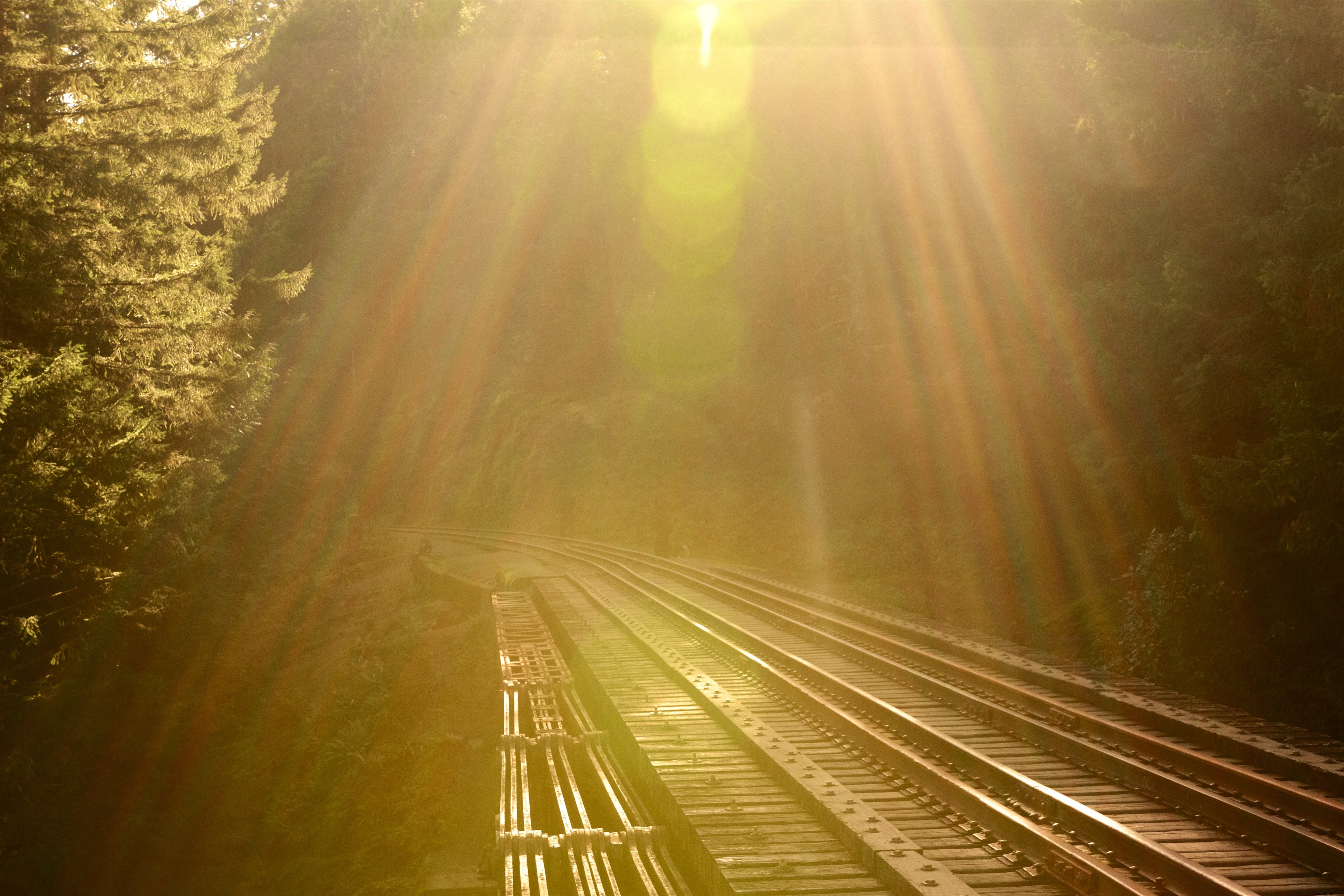 Foto de trilhas de trem em uma floresta na montanha