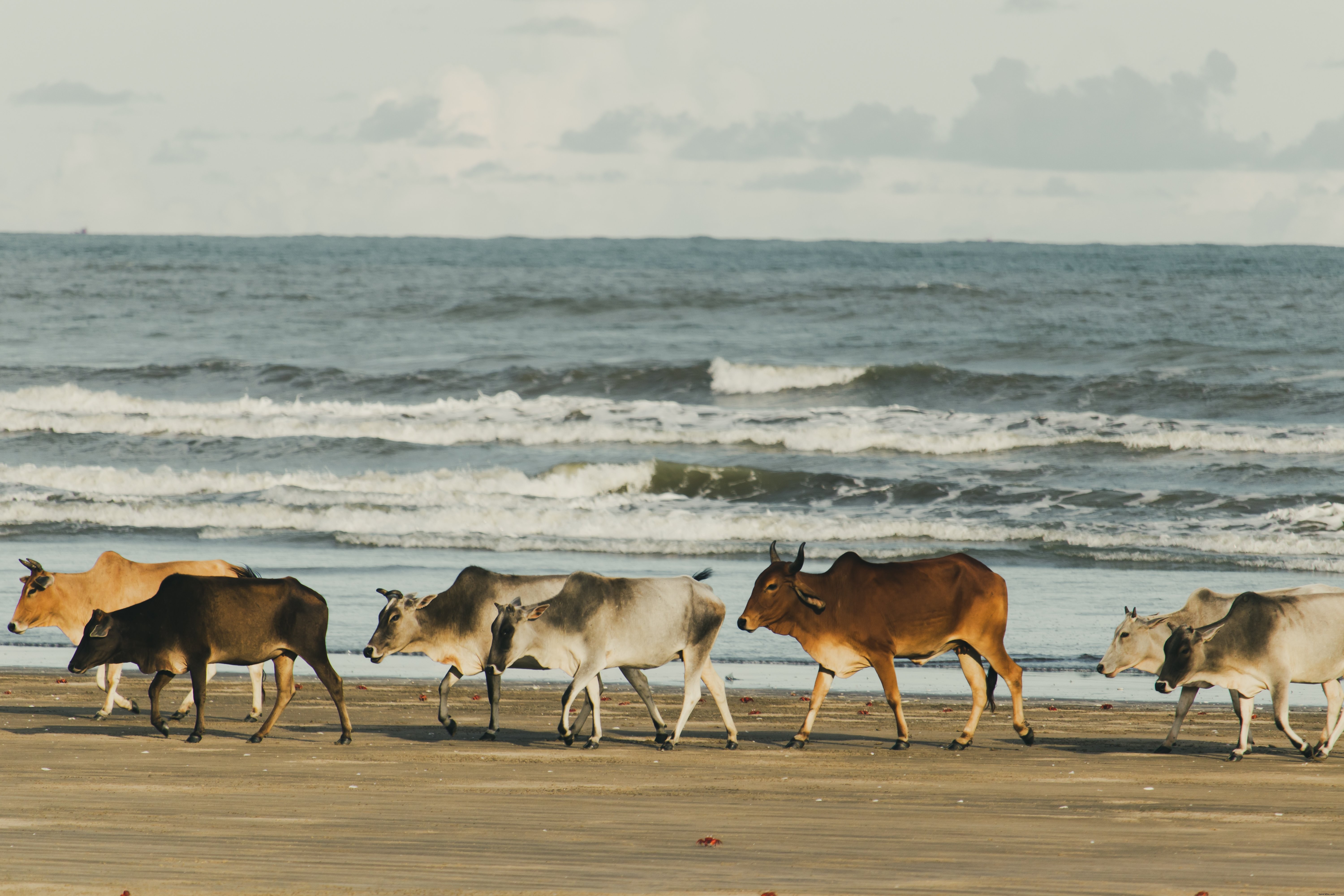 ビーチ沿いを散歩する牛の写真