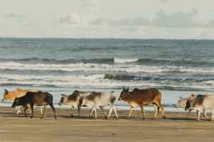 ビーチ沿いを散歩する牛の写真