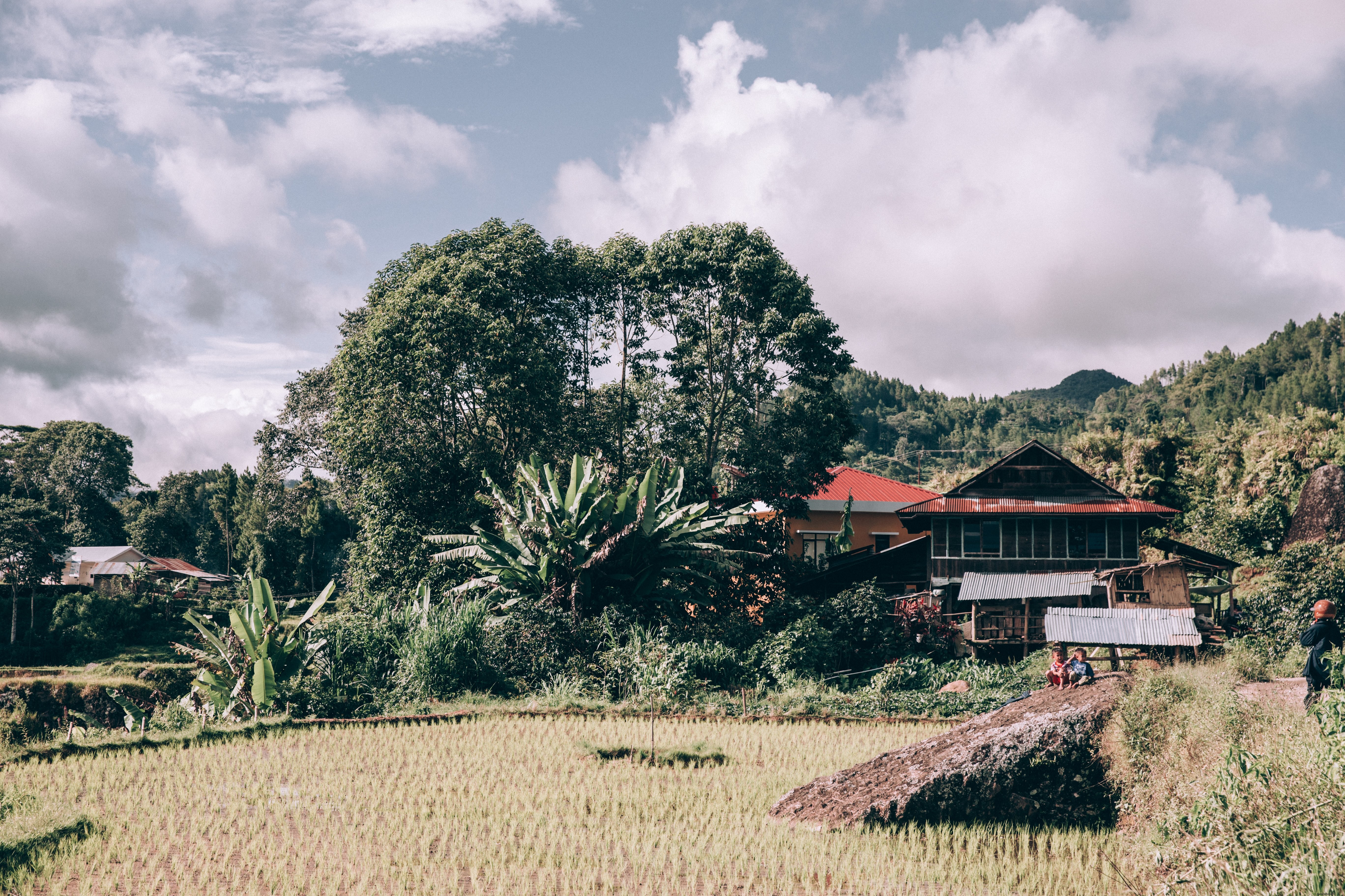 Exuberantes árboles se elevan sobre una casa modesta junto a un arrozal Foto