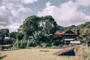 Árvores exuberantes se elevam sobre uma casa modesta ao longo da foto do arrozal