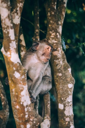 Um bebê macaco parece assustado com a foto da árvore