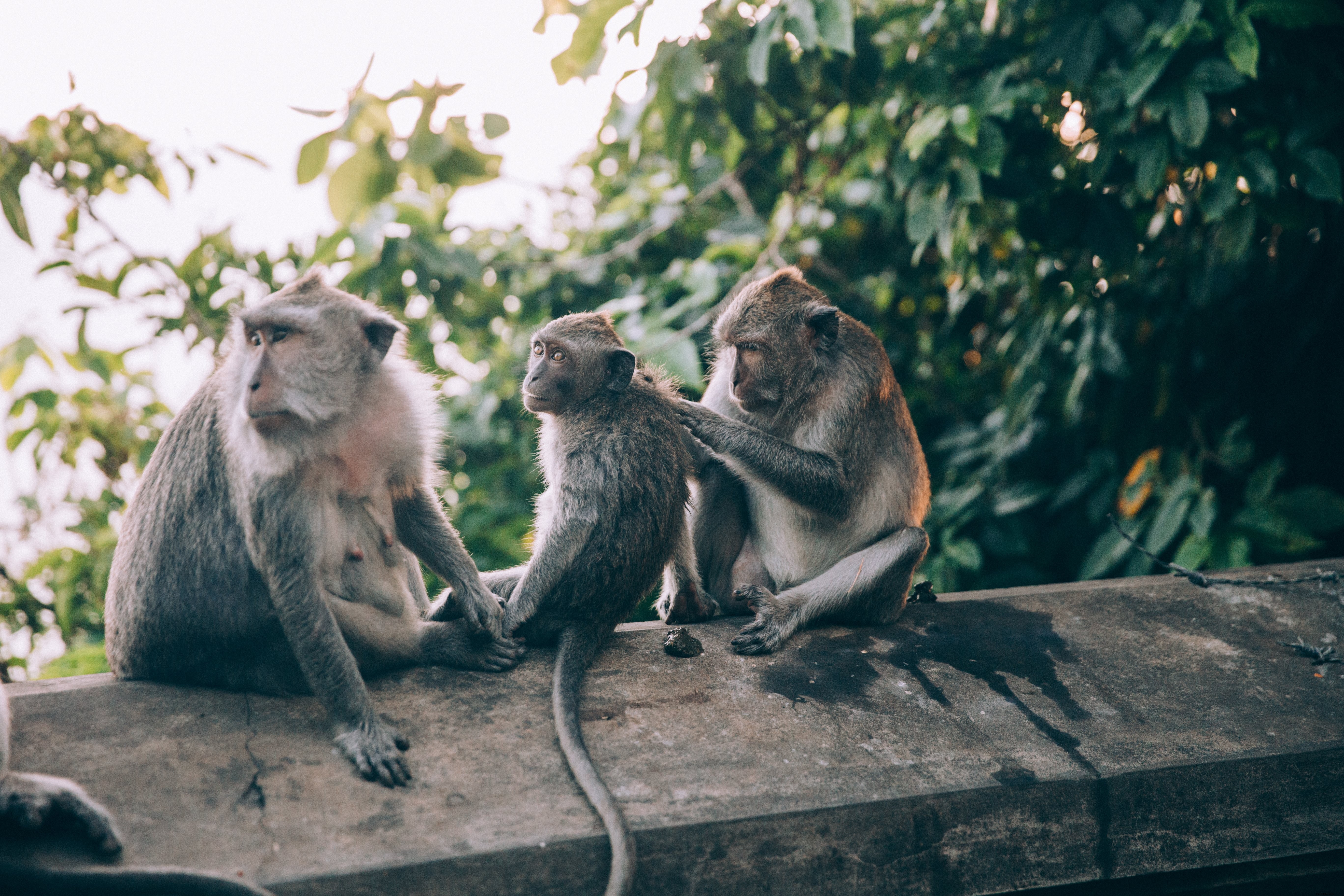 Trois singes sur un mur se lissent la photo