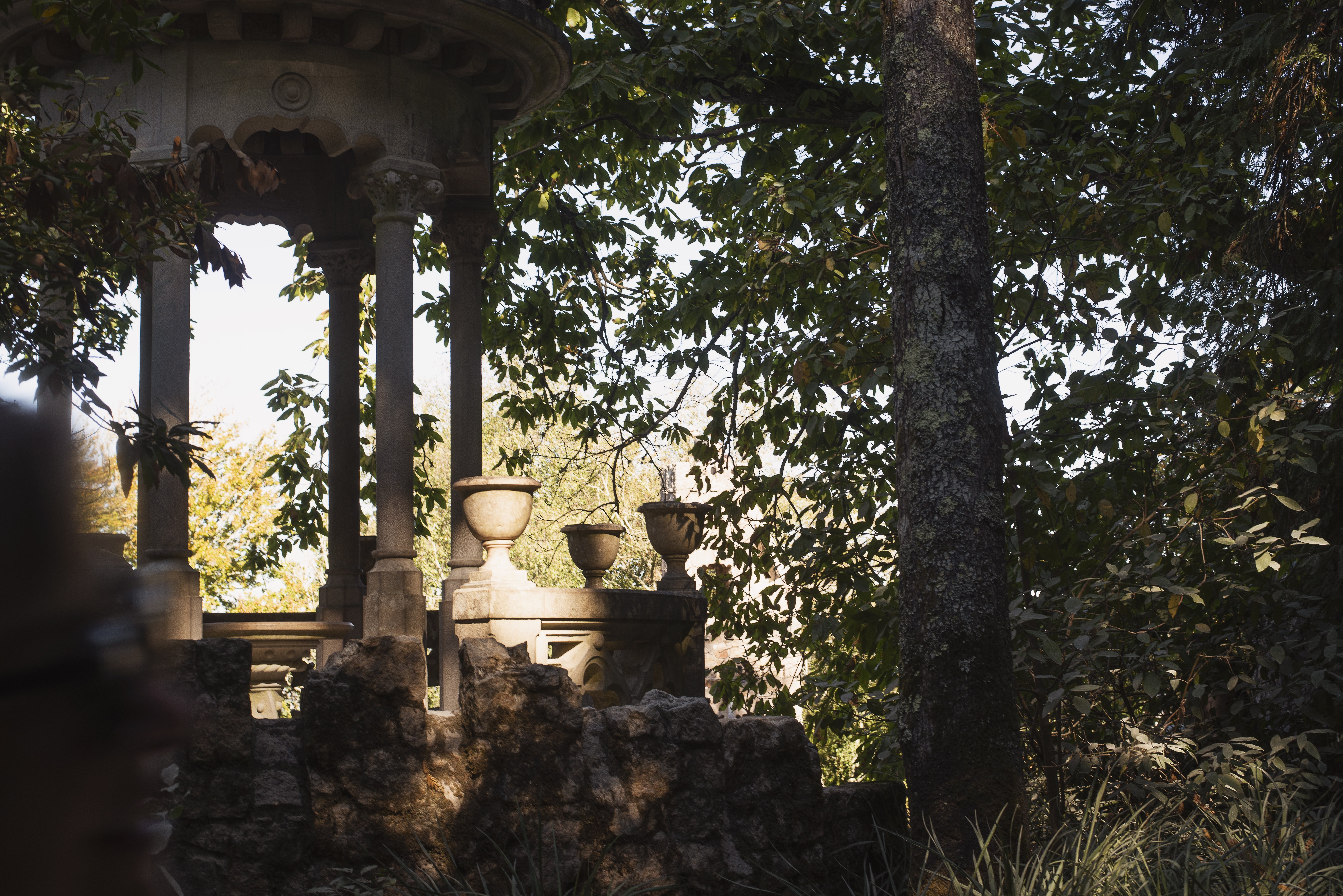 La luce cattura la pietra nella foto degli alberi