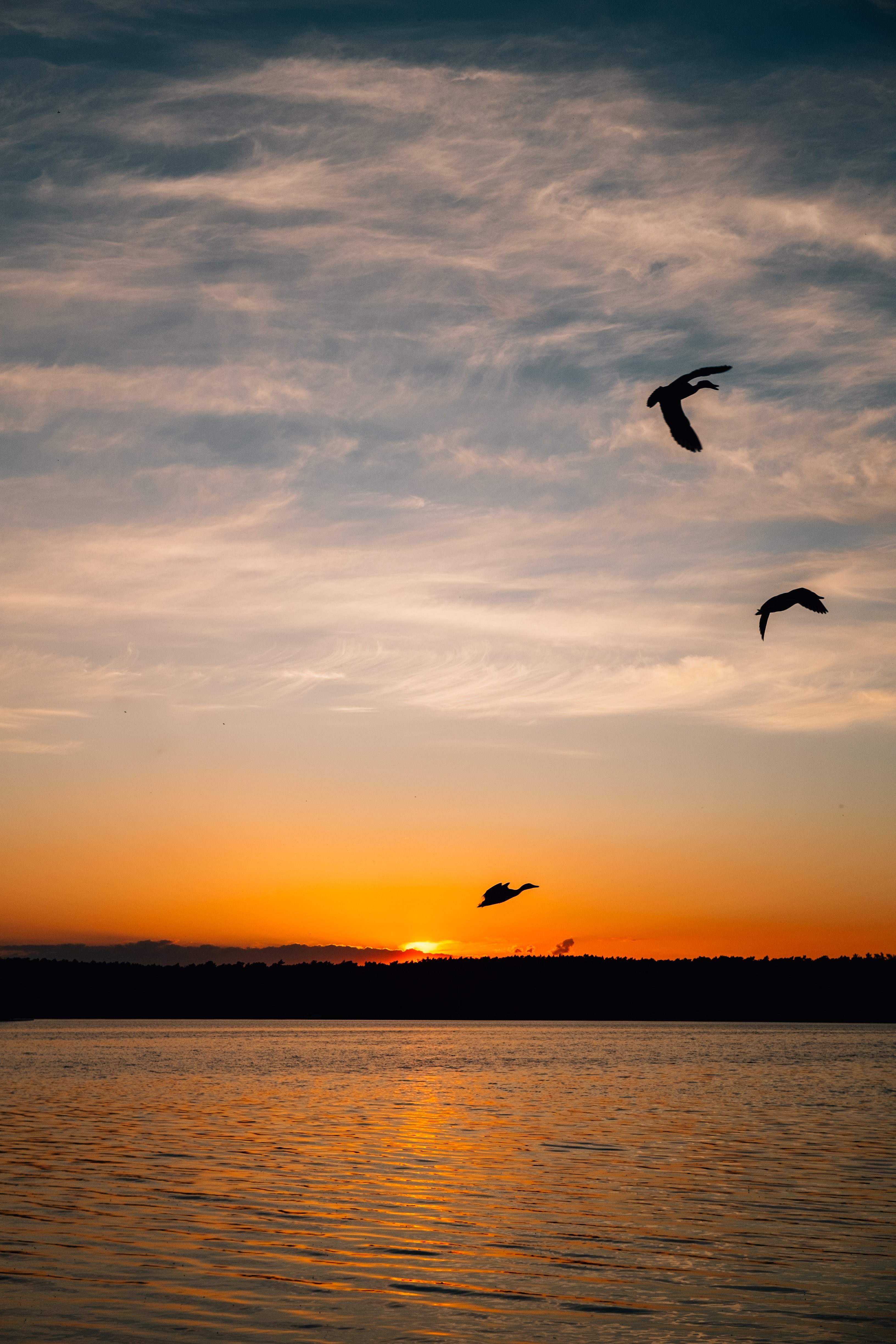 Aves recortadas por la foto del sol poniente