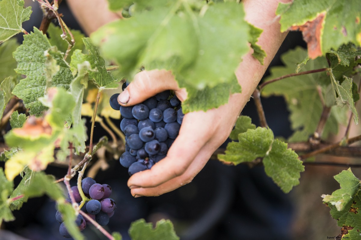 Jelajahi — dan Minum! — Sampanye Seperti Pembuat Anggur