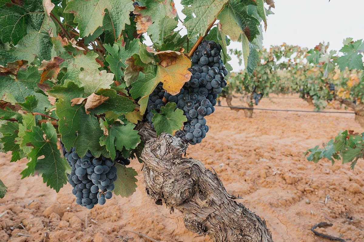 Escape para a região vinícola espanhola