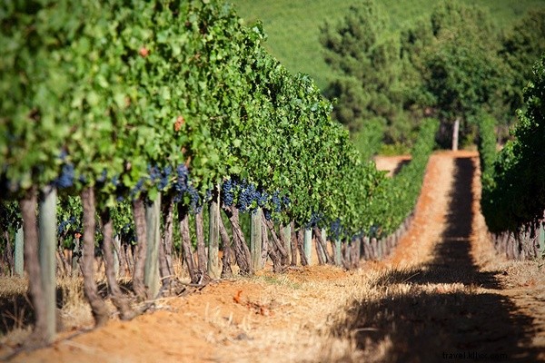 Laissez-le vous monter à la tête :un guide pour les débutants dans la région viticole du Cap