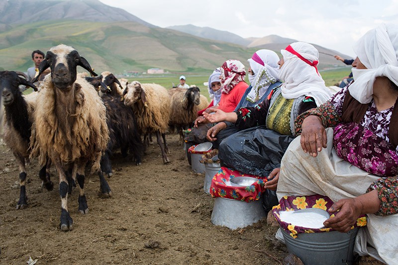 The Hardworking Milkmaids of Van, Turquia 